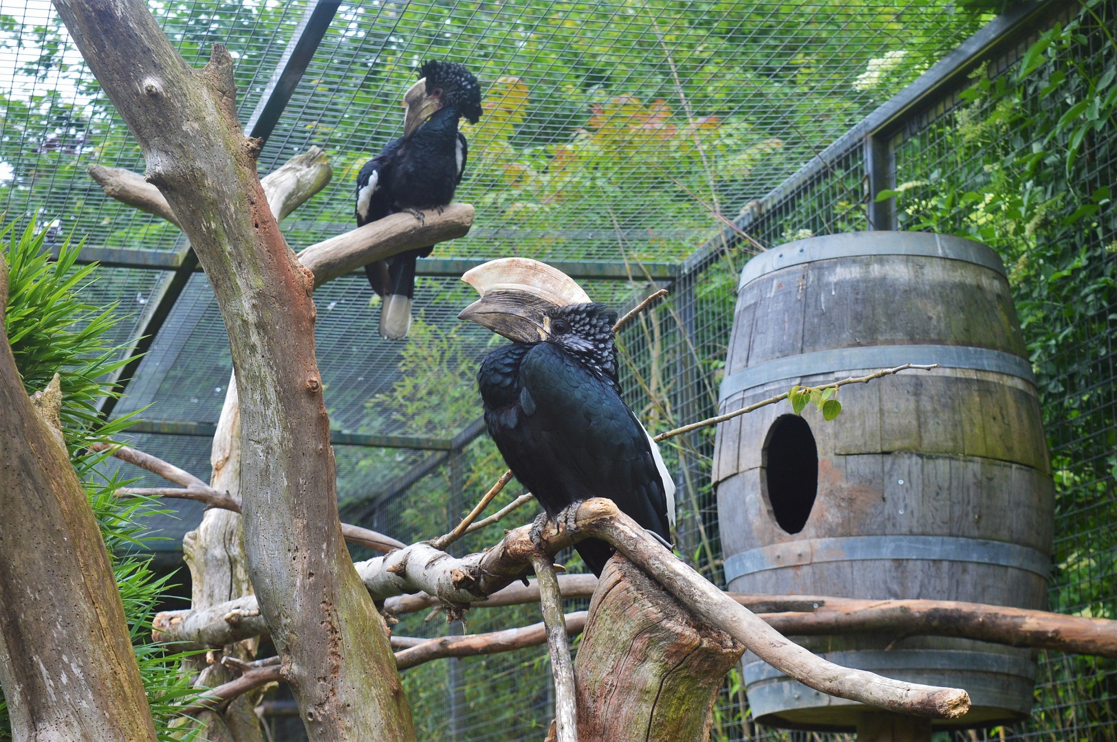 Silvery-cheeked hornbills