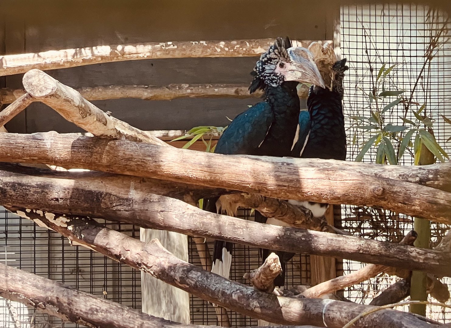 Silvery-cheeked Hornbills