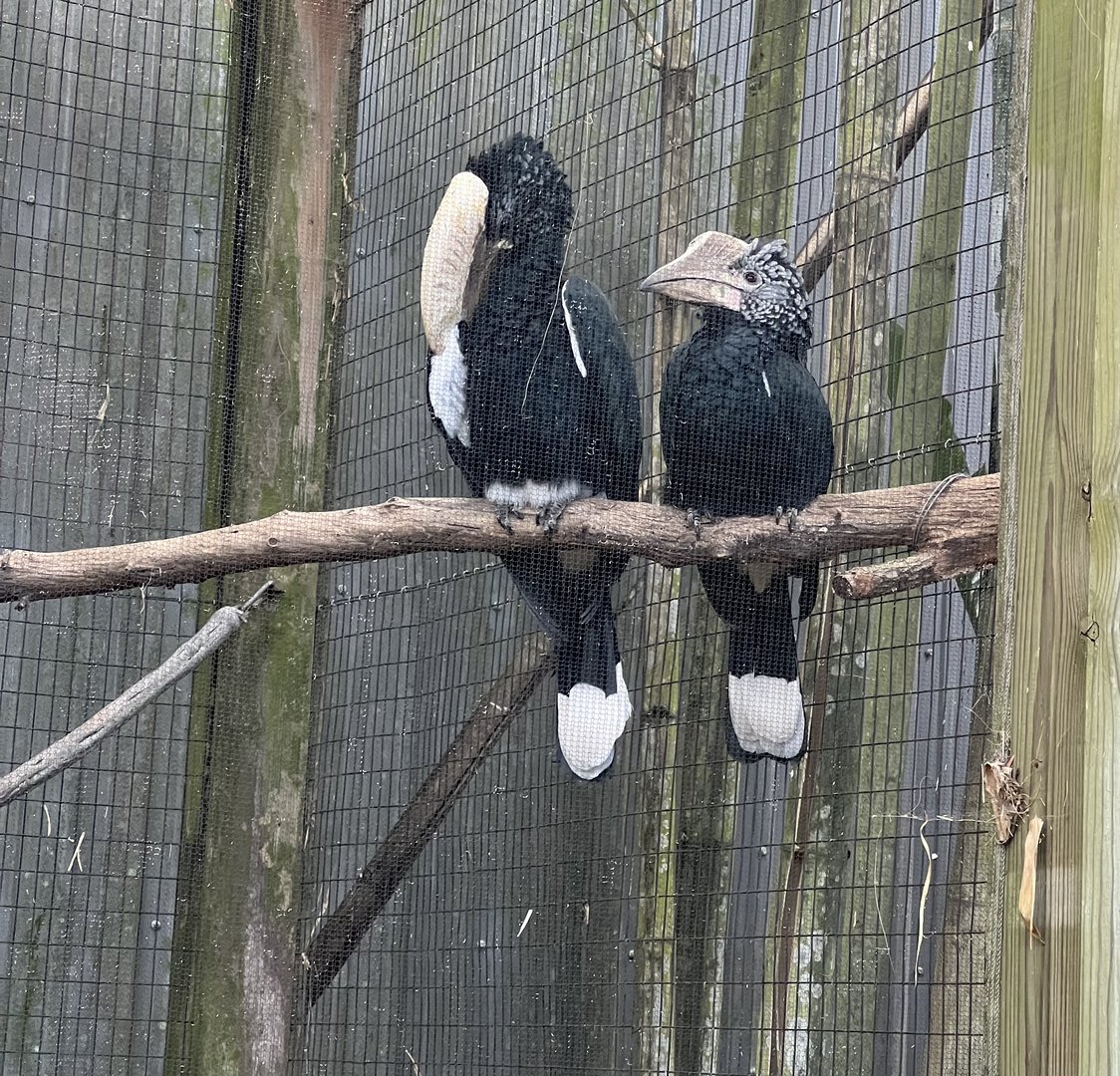 Silvery-cheeked Hornbills