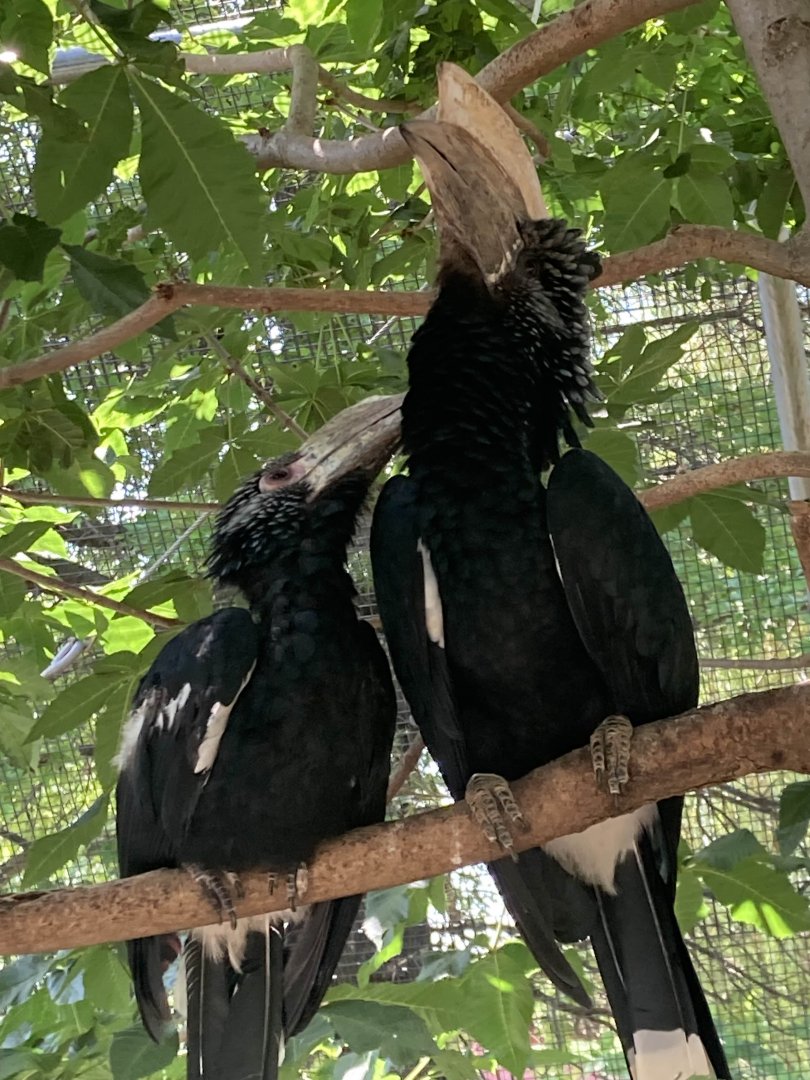 Silvery-Cheeked Hornbills