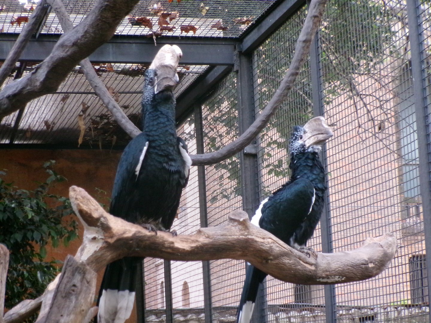 Silvery-cheeked hornbills