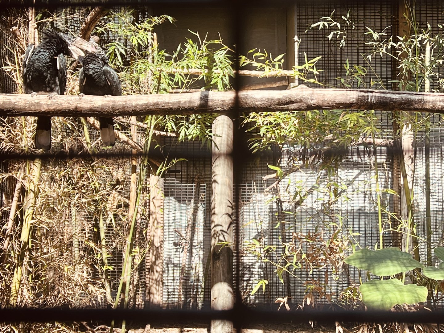 Silvery-cheeked Toucan Exhibit