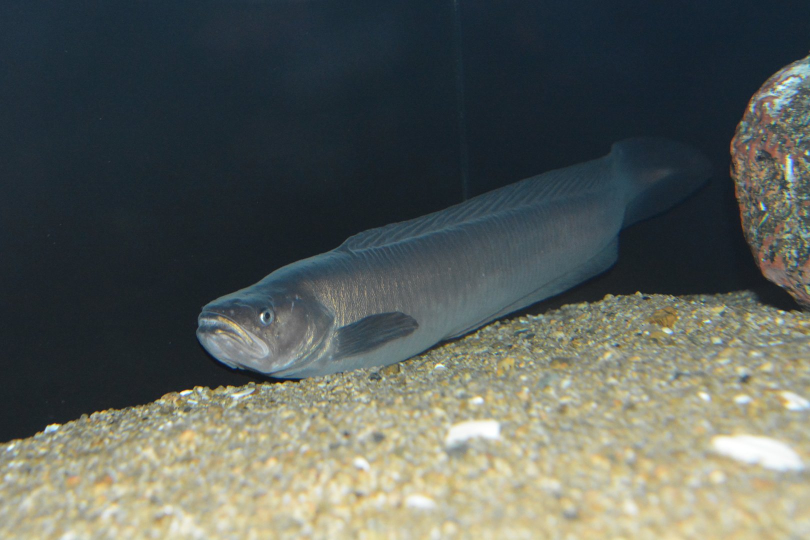 Silvery deep sea eelpout (Bothrocarina microcephala)