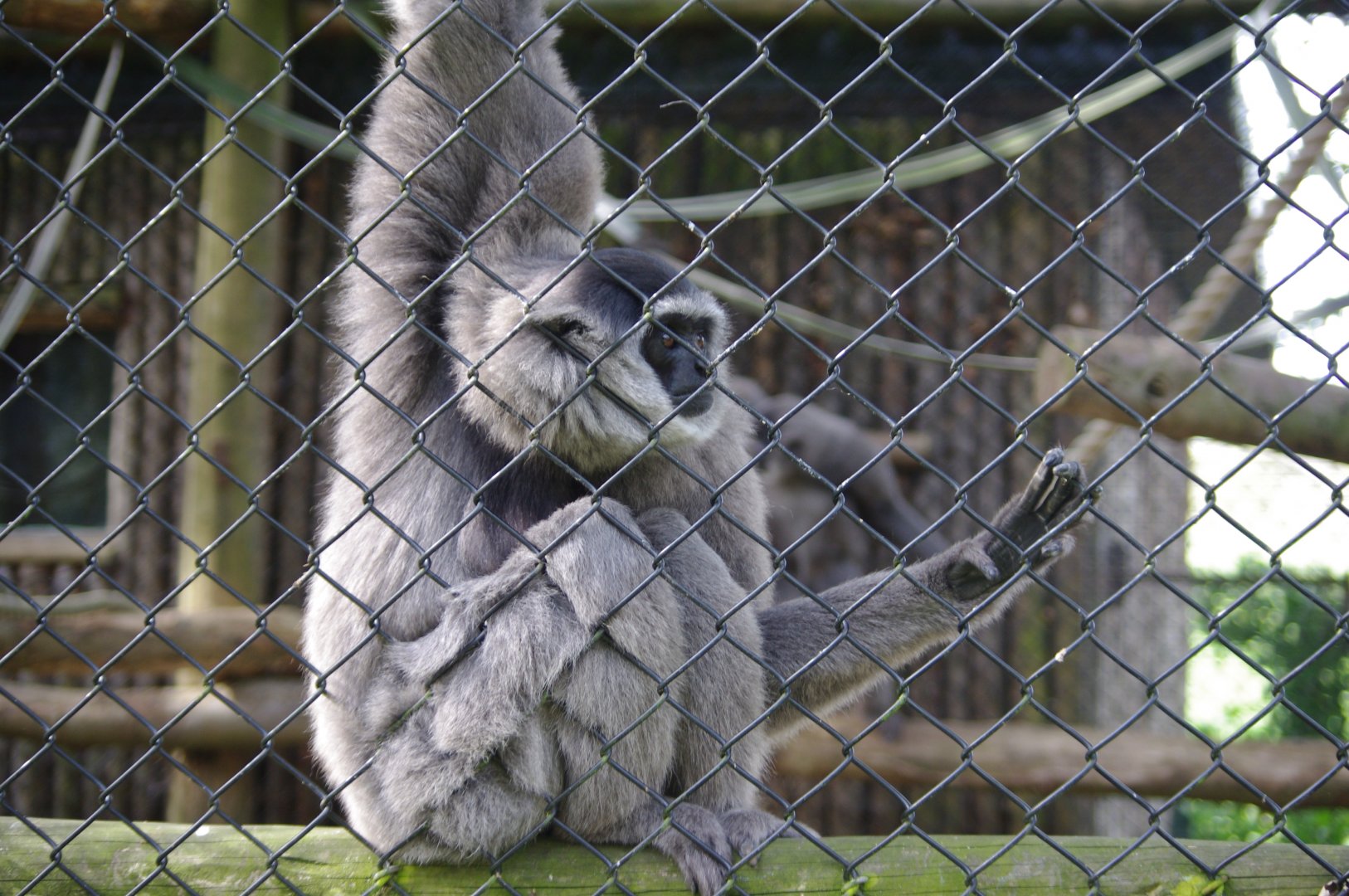 Silvery Gibbon- 12/4/2024