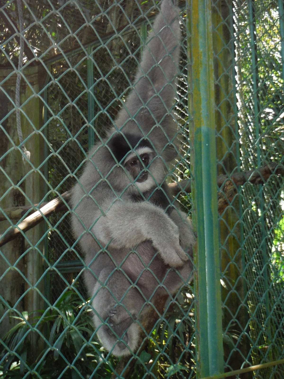 Silvery Gibbon - 2015