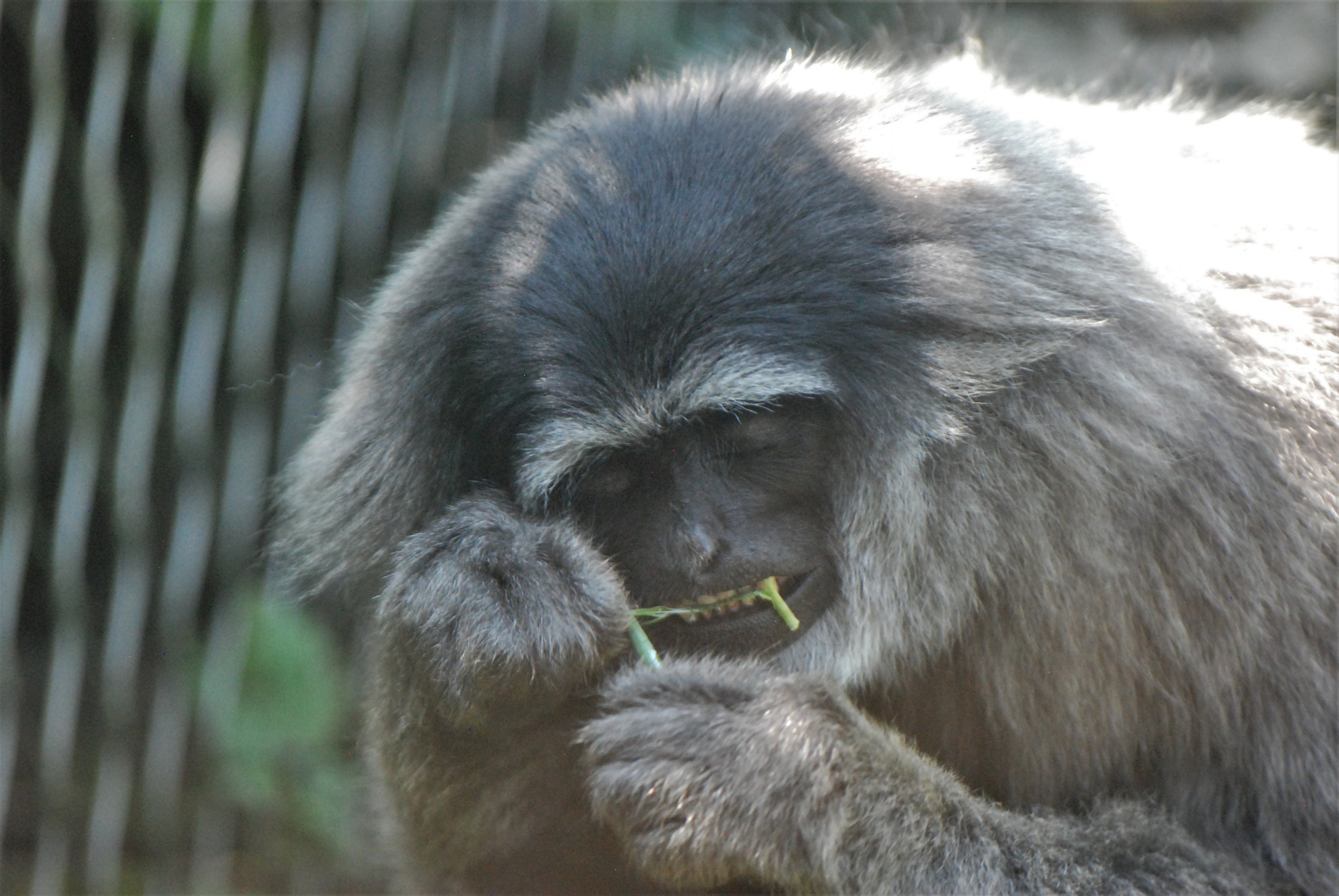 Silvery Gibbon at Chester, 20th July 2021