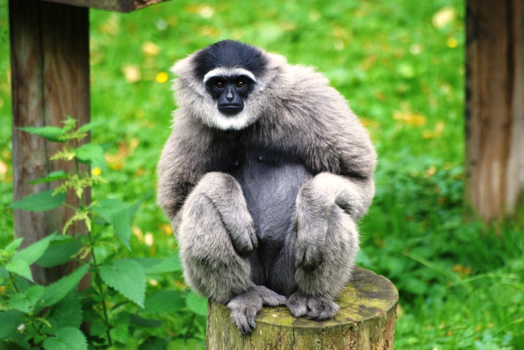 Silvery Gibbon at Howletts, 30/08/14