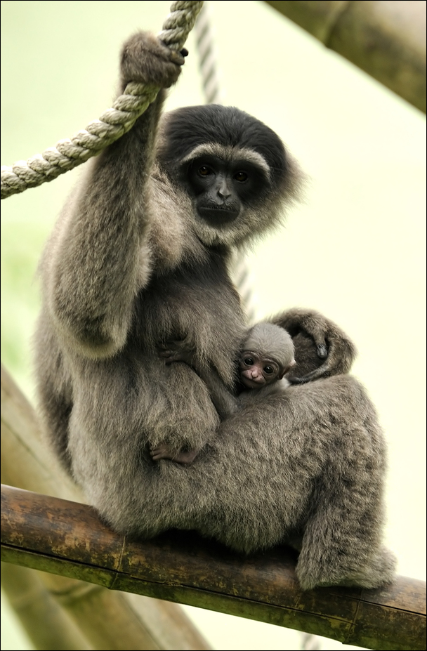 Silvery gibbon at munich zoo