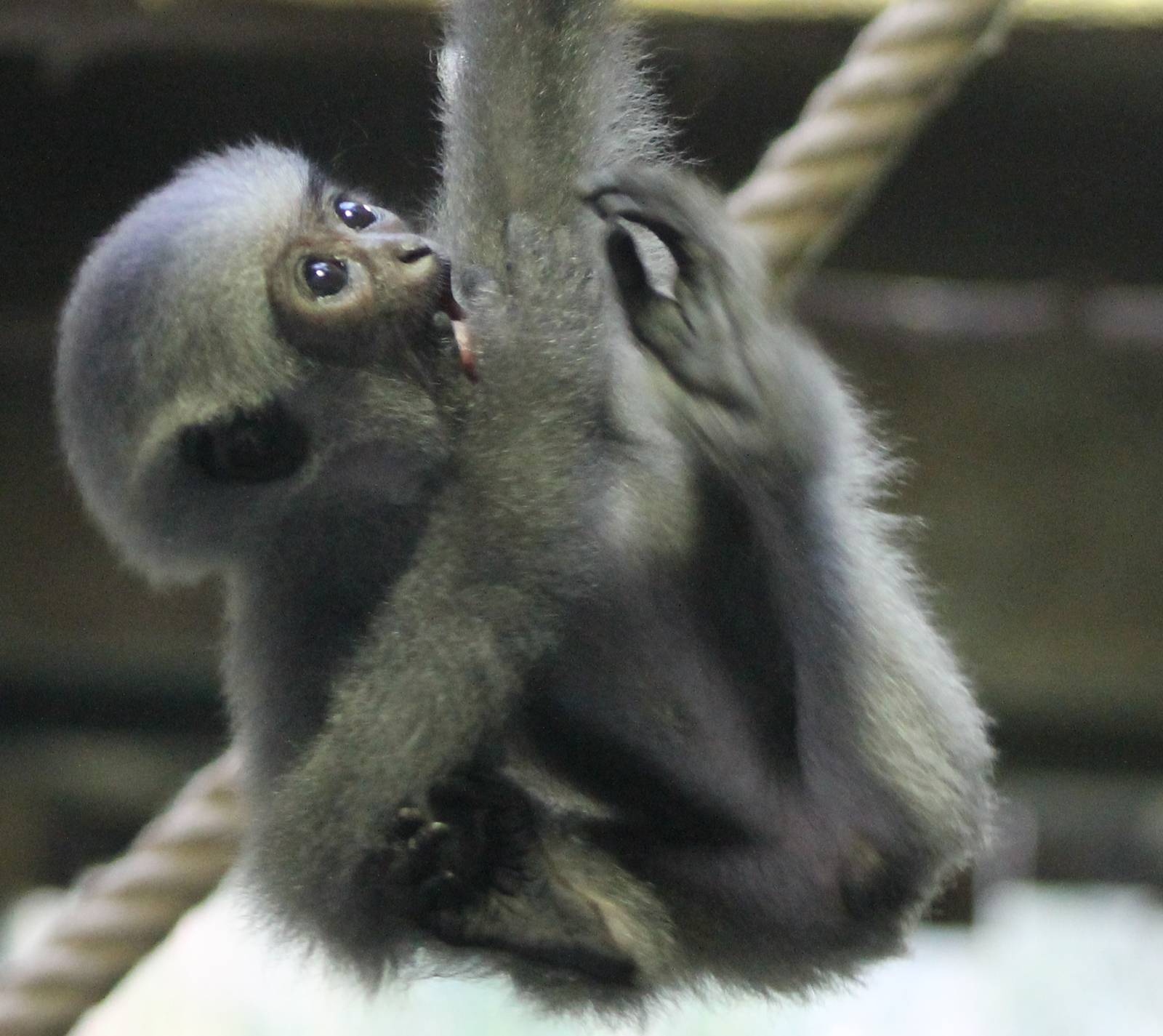 Silvery gibbon baby