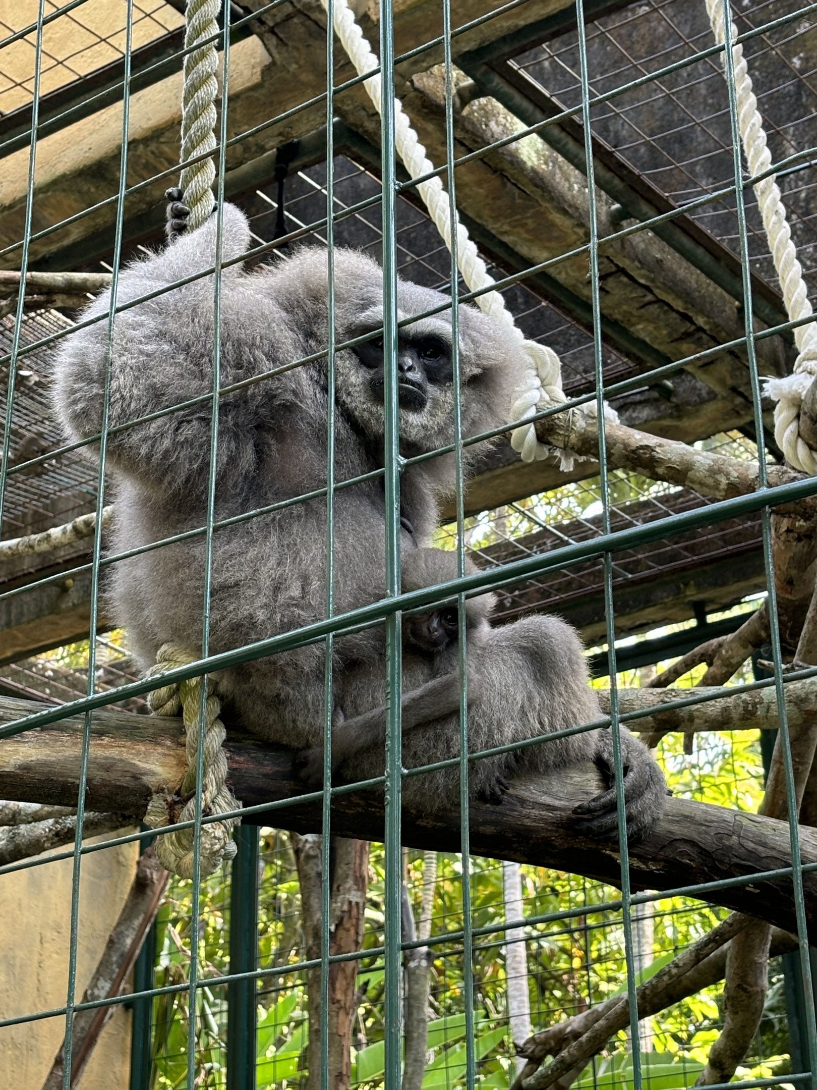 Silvery Gibbon + Baby