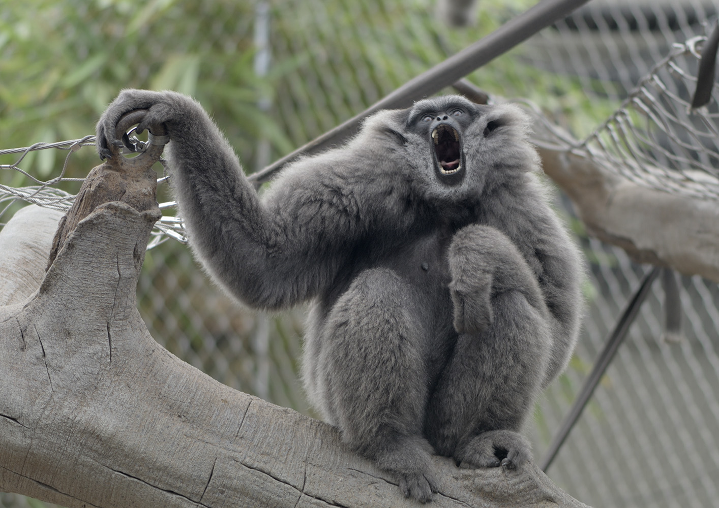 Silvery gibbon calling