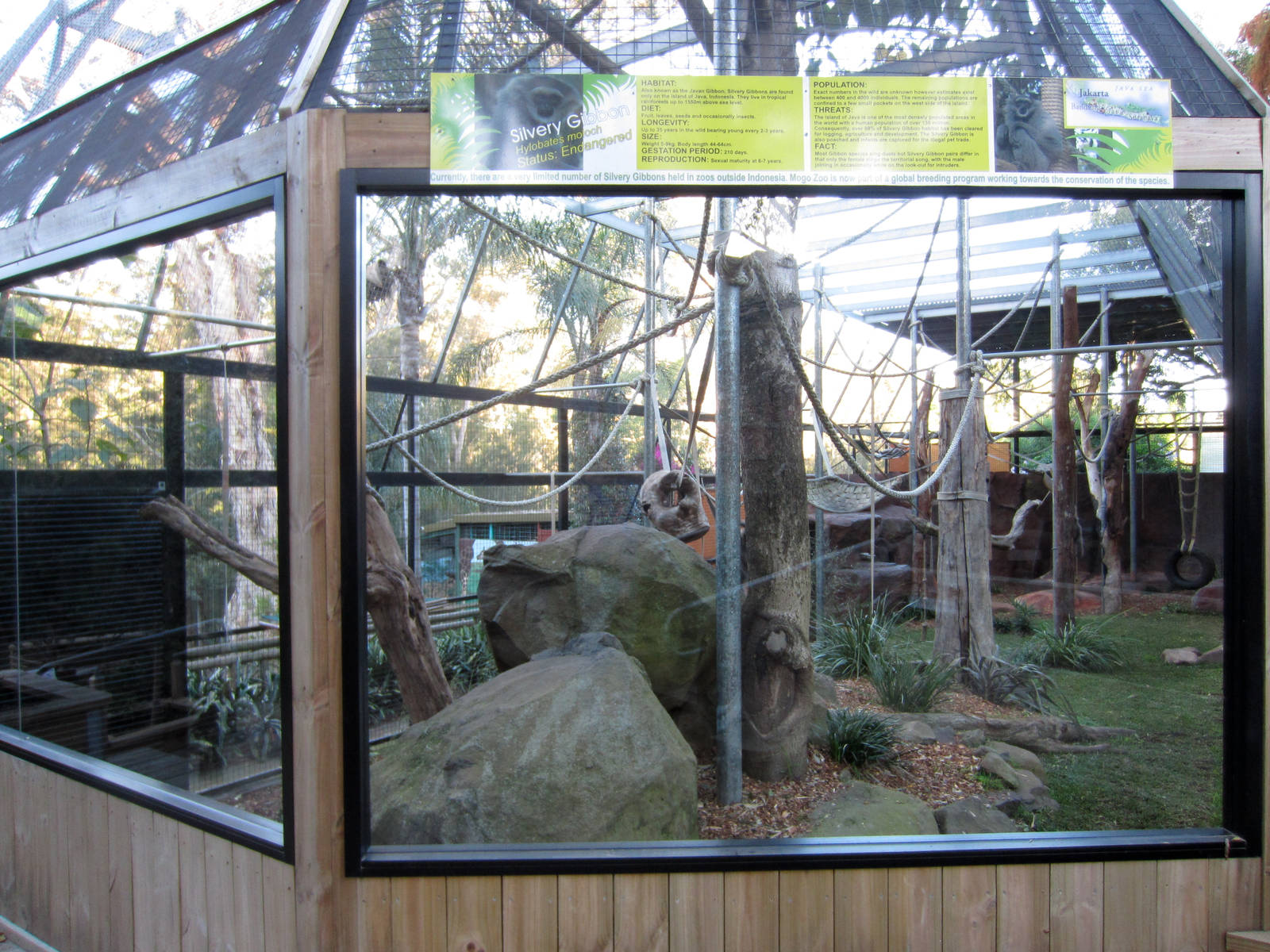 Silvery Gibbon enclosure