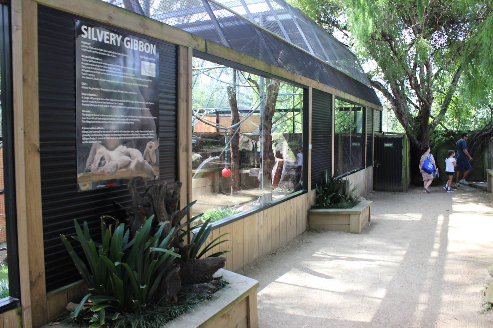 Silvery Gibbon enclosure