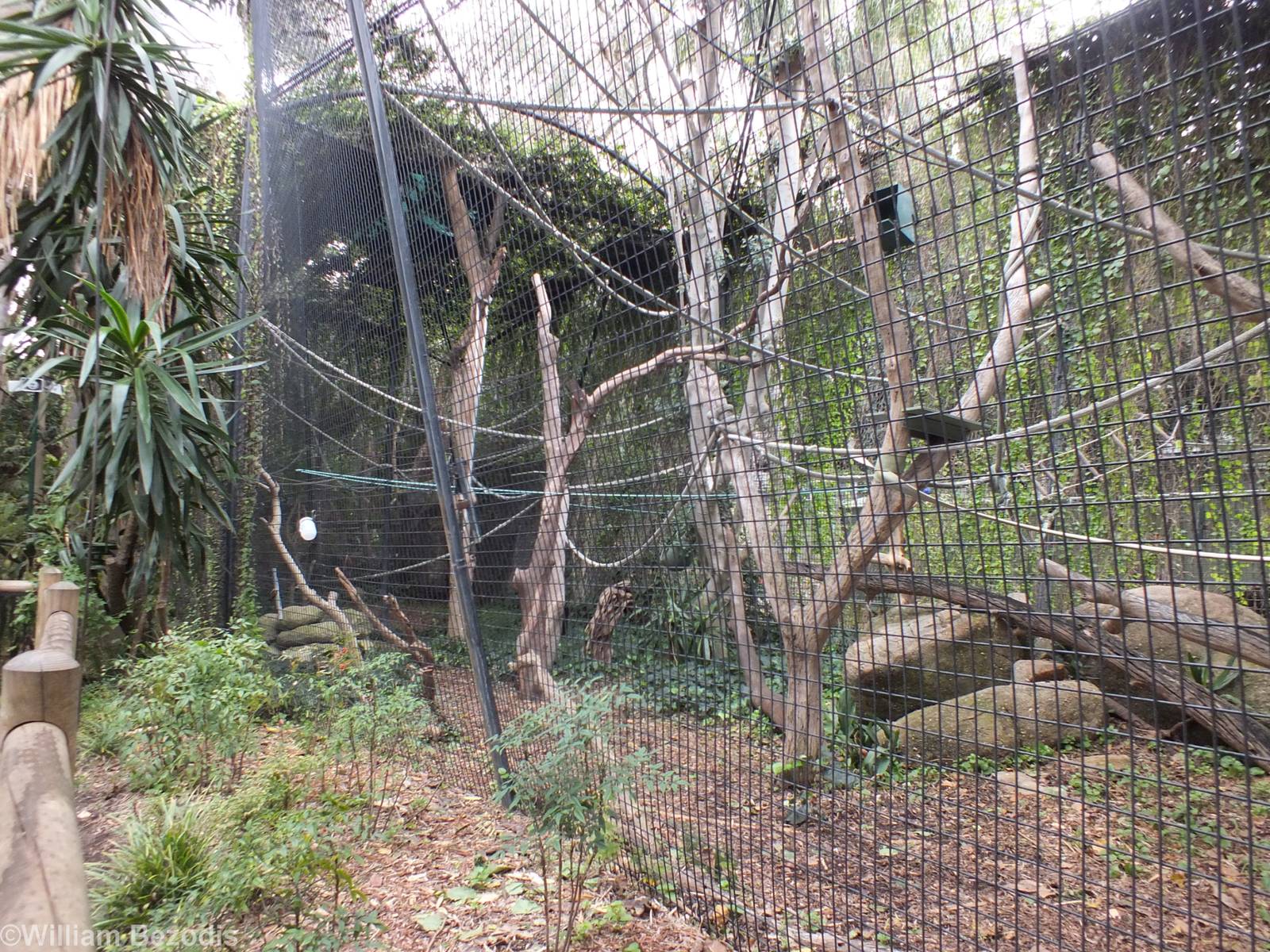 Silvery Gibbon Enclosure