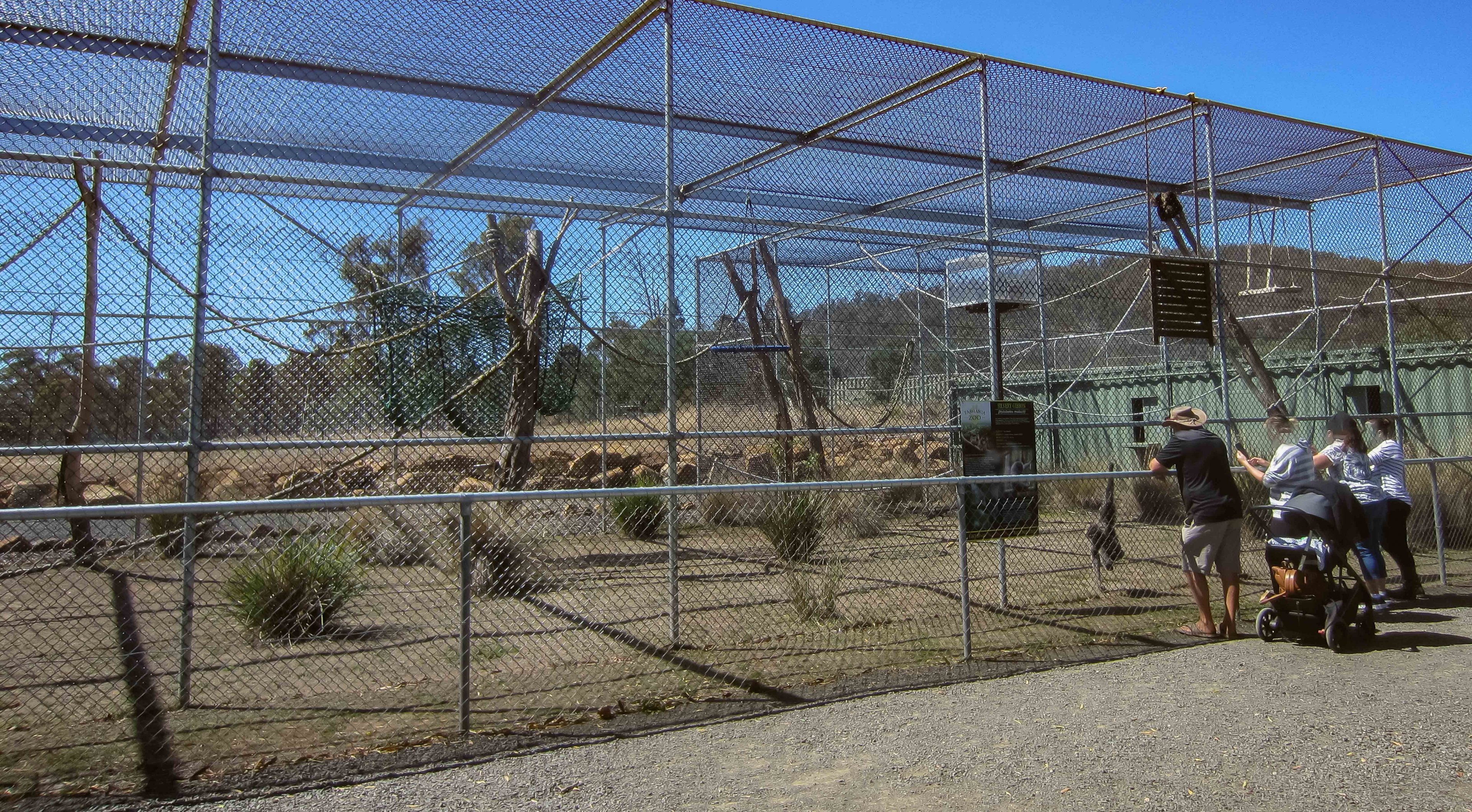 Silvery Gibbon enclosure