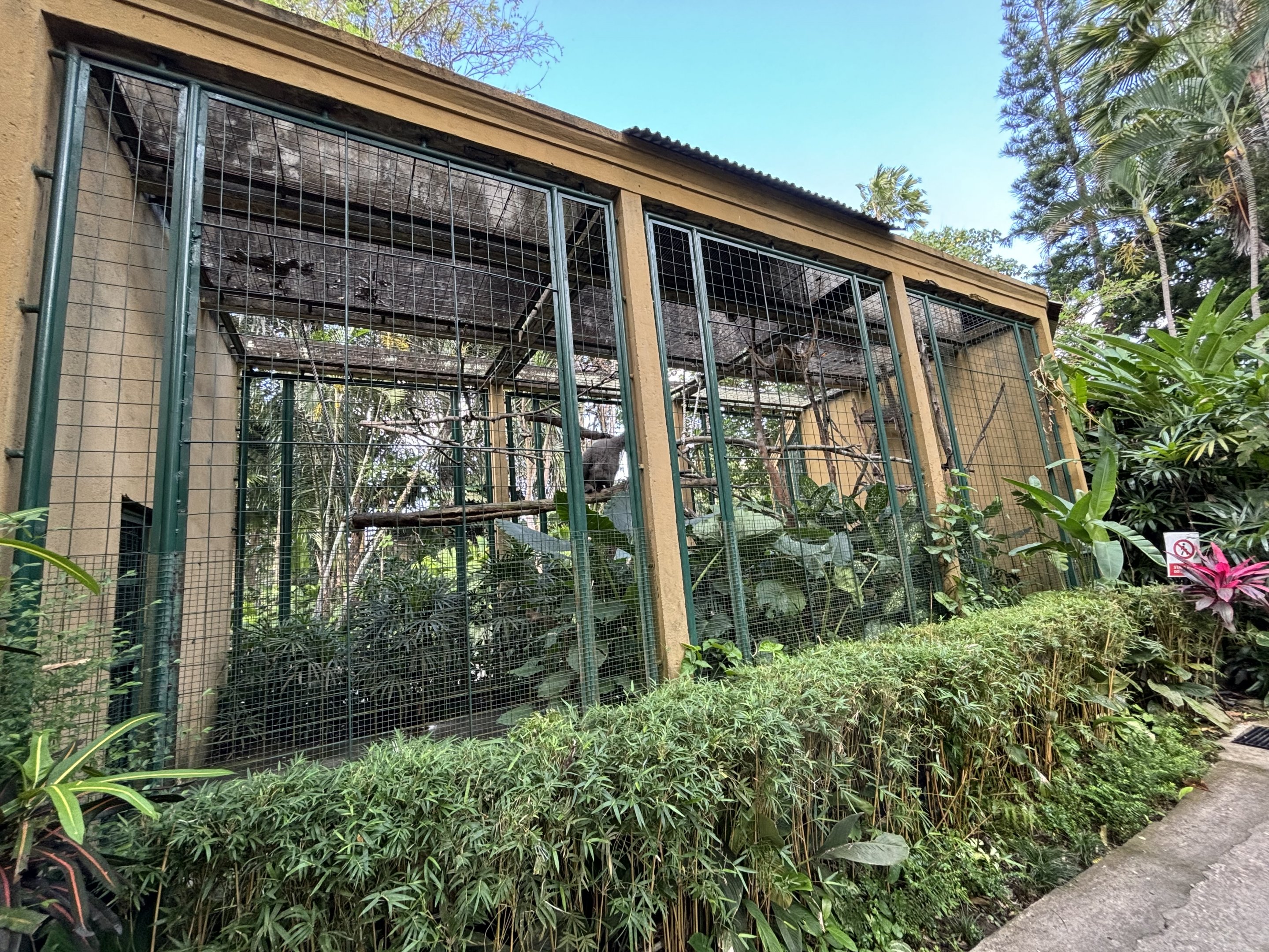 Silvery Gibbon Exhibit #1