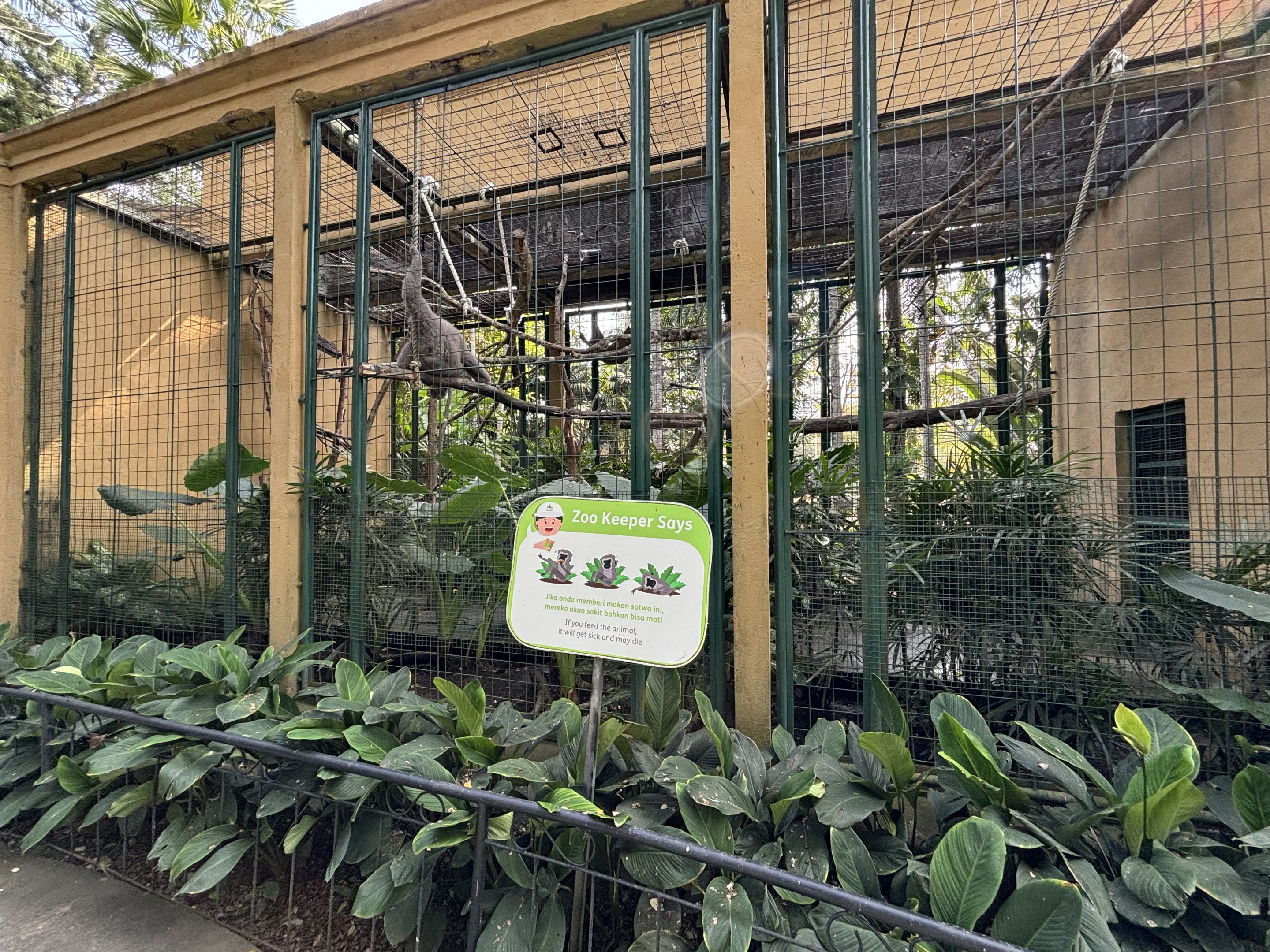 Silvery Gibbon Exhibit #1