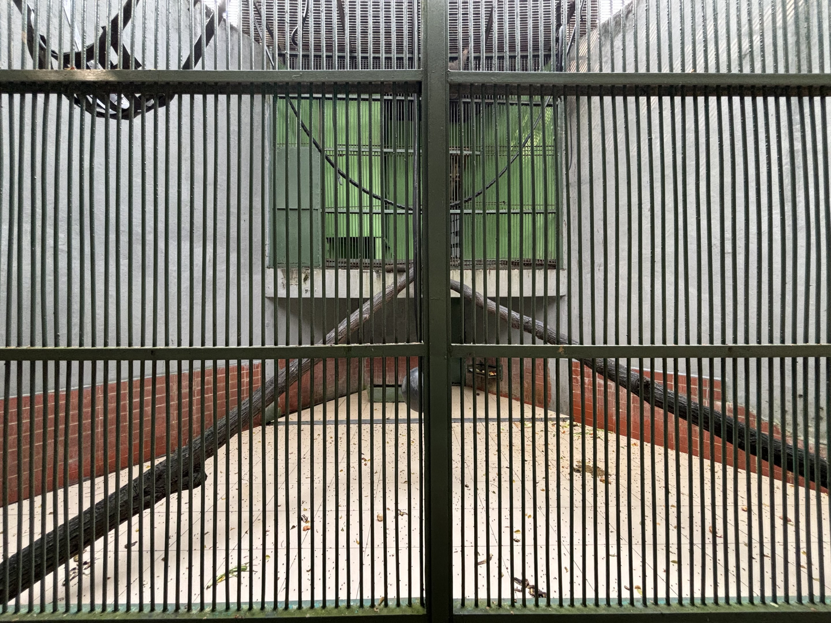 Silvery Gibbon Exhibit #1