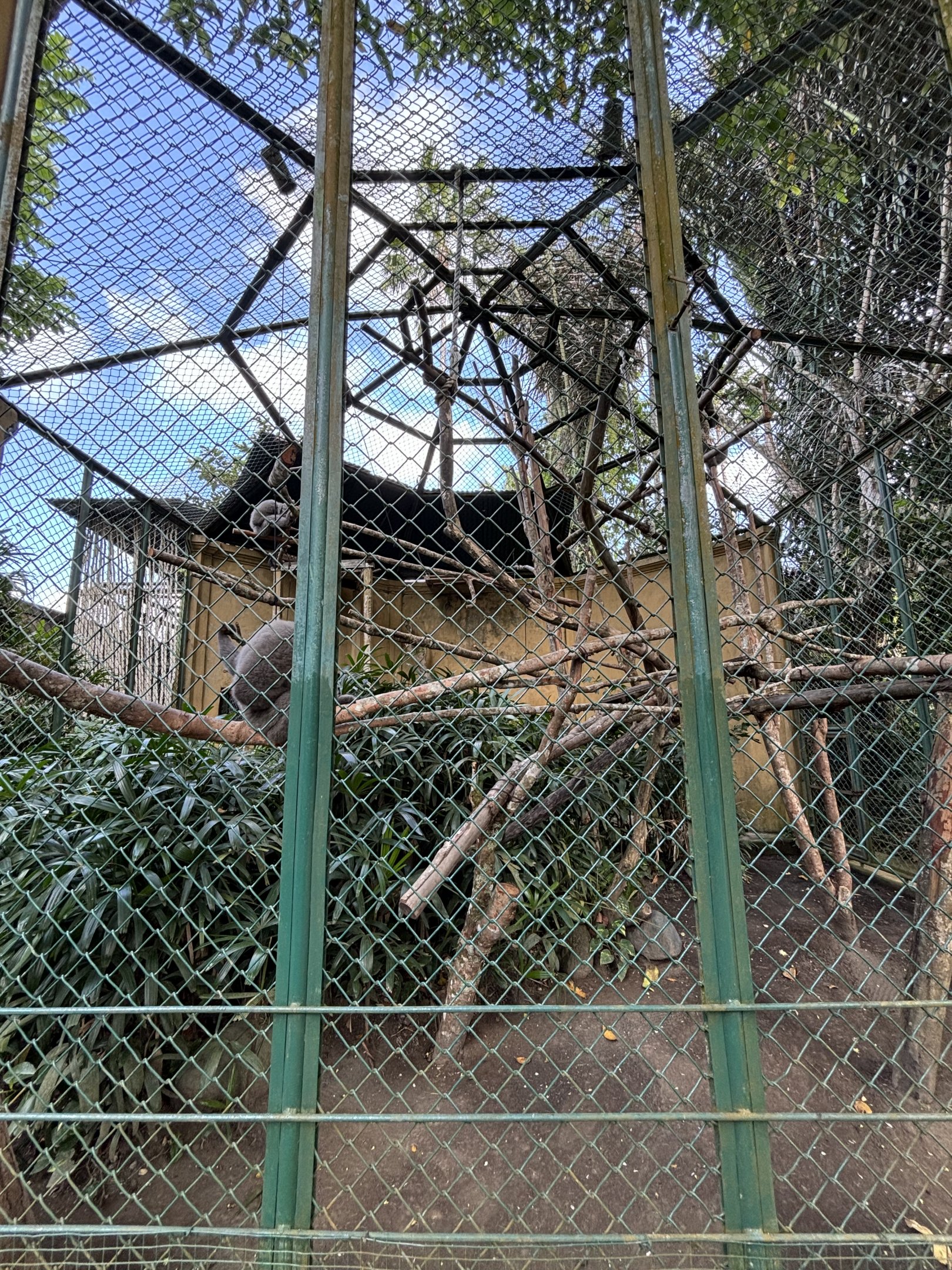 Silvery Gibbon Exhibit #2