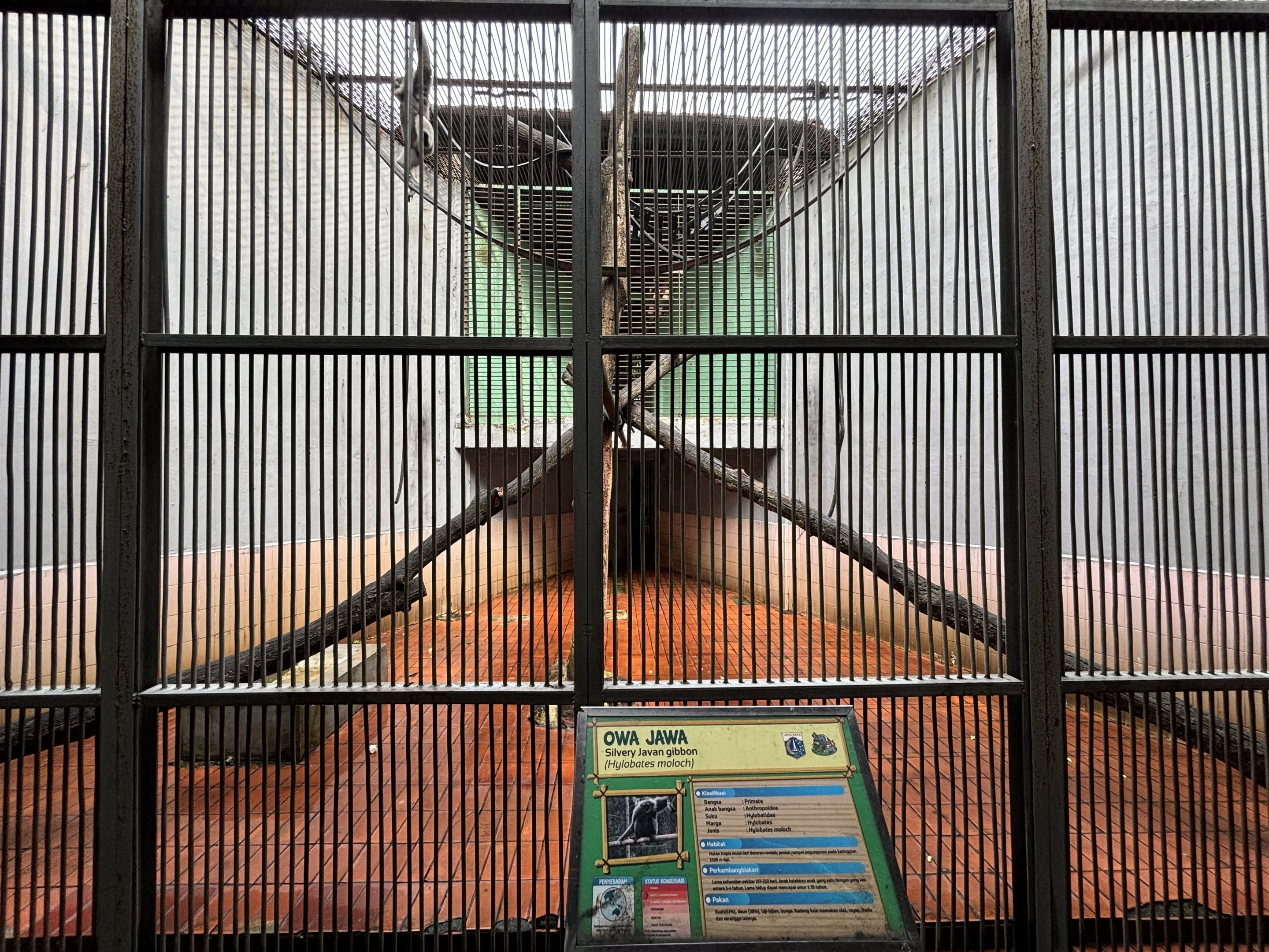 Silvery Gibbon Exhibit #2