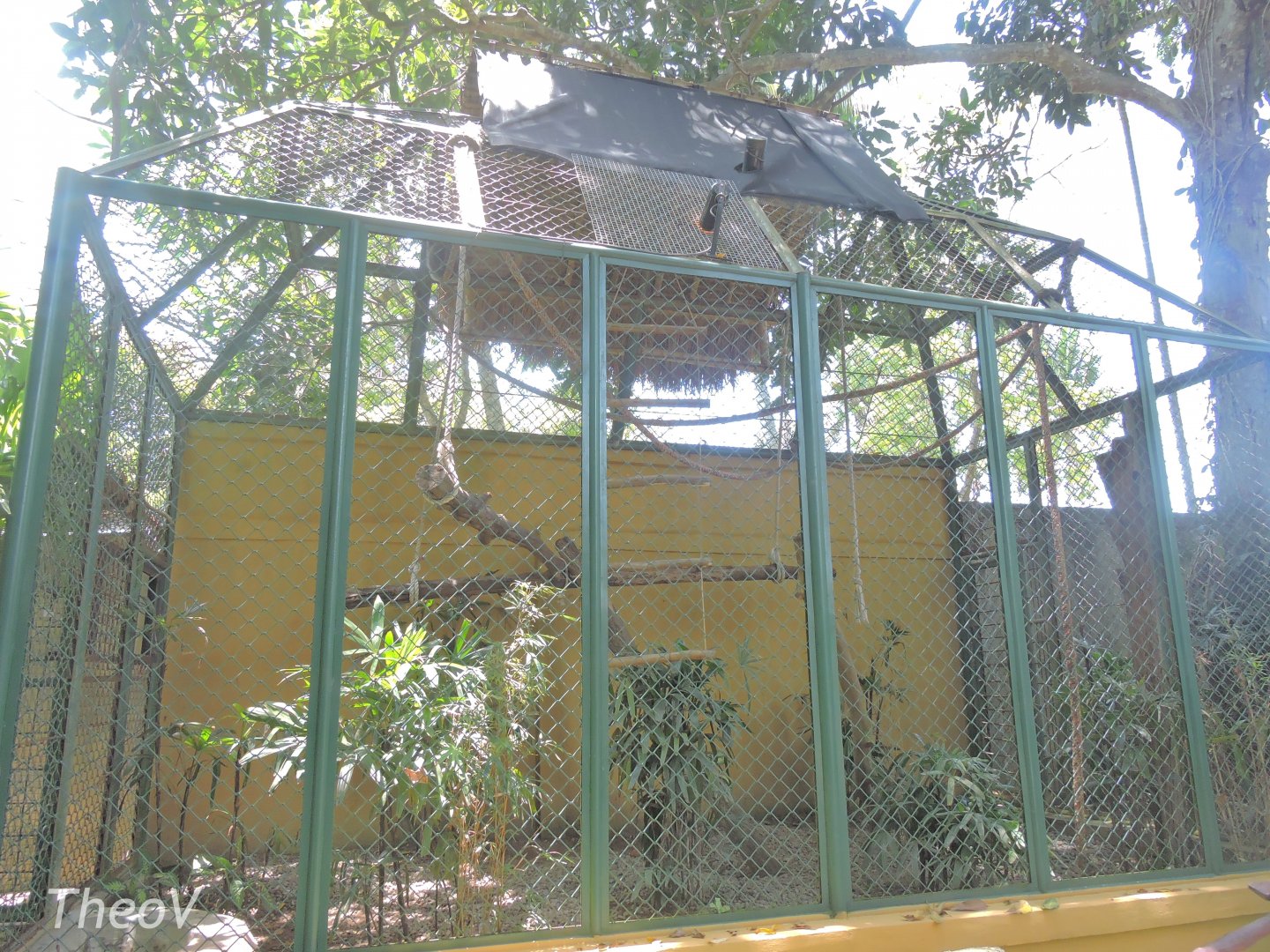 Silvery gibbon exhibit [2016]