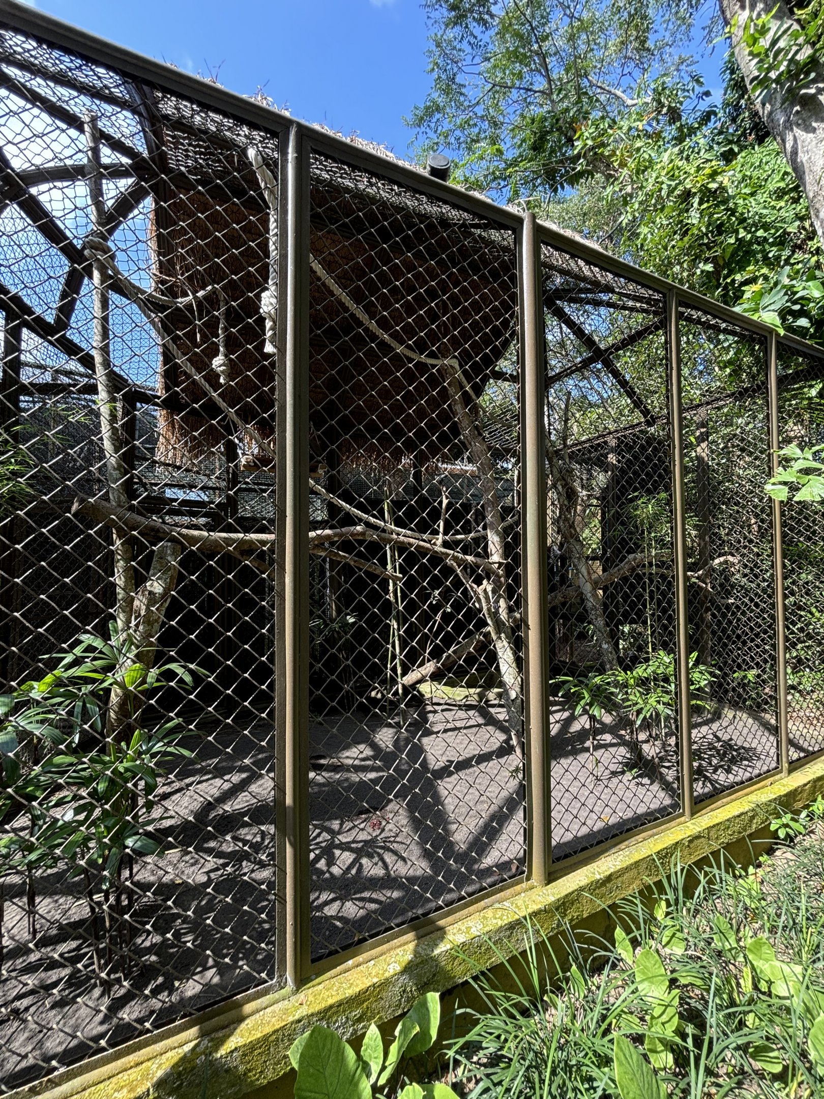 Silvery Gibbon Exhibit #3