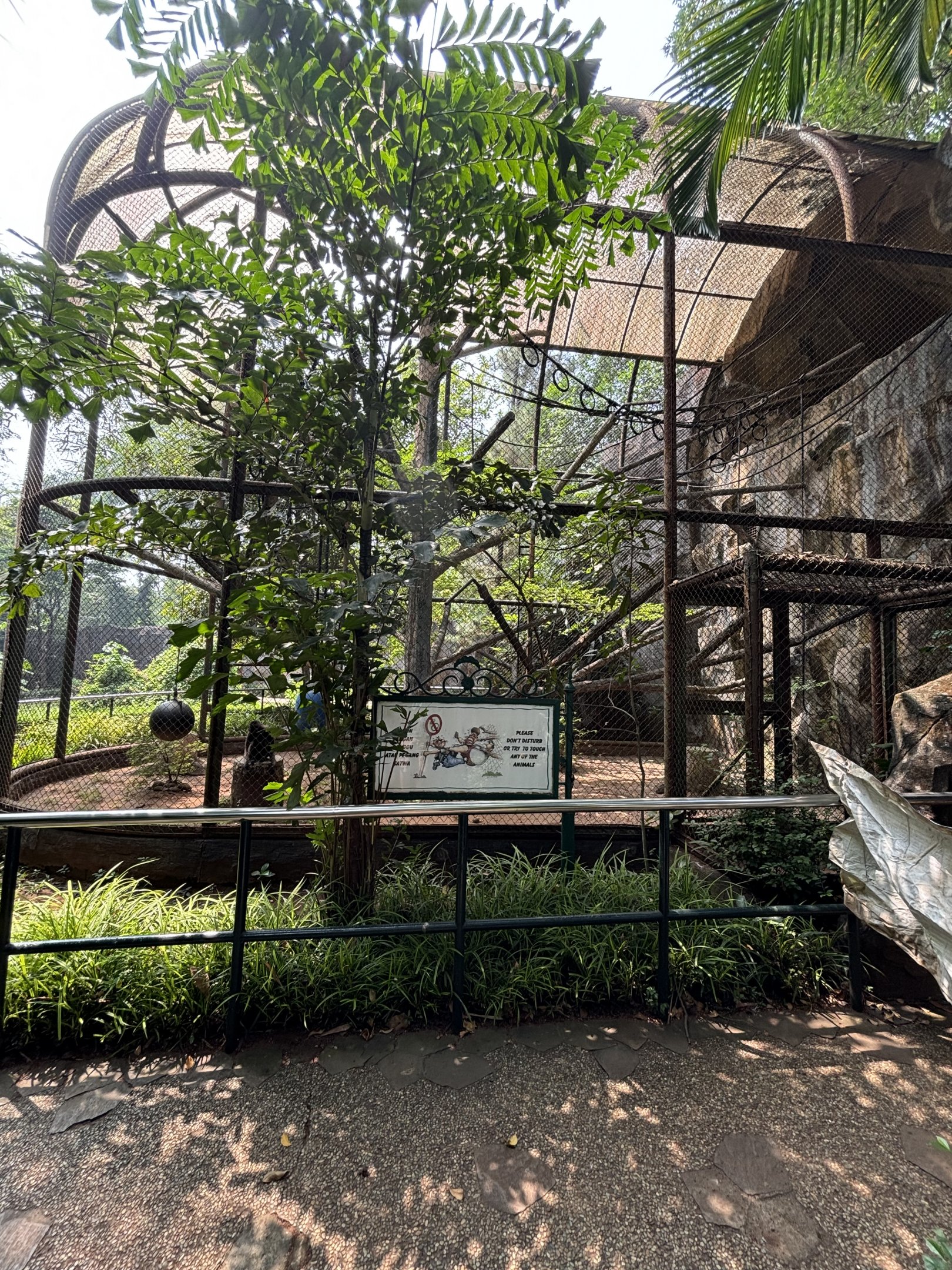 Silvery Gibbon Exhibit #3