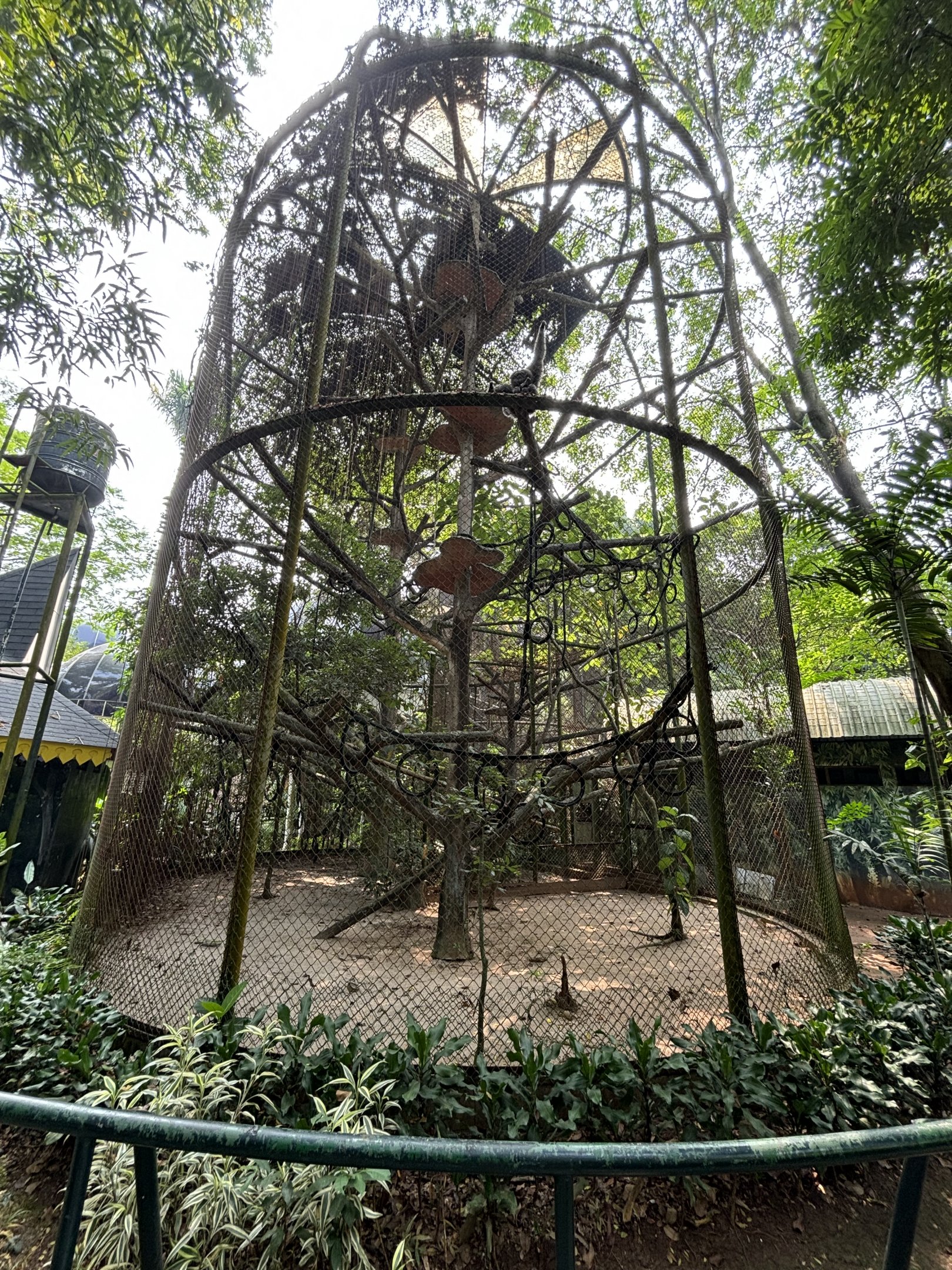 Silvery Gibbon Exhibit #4