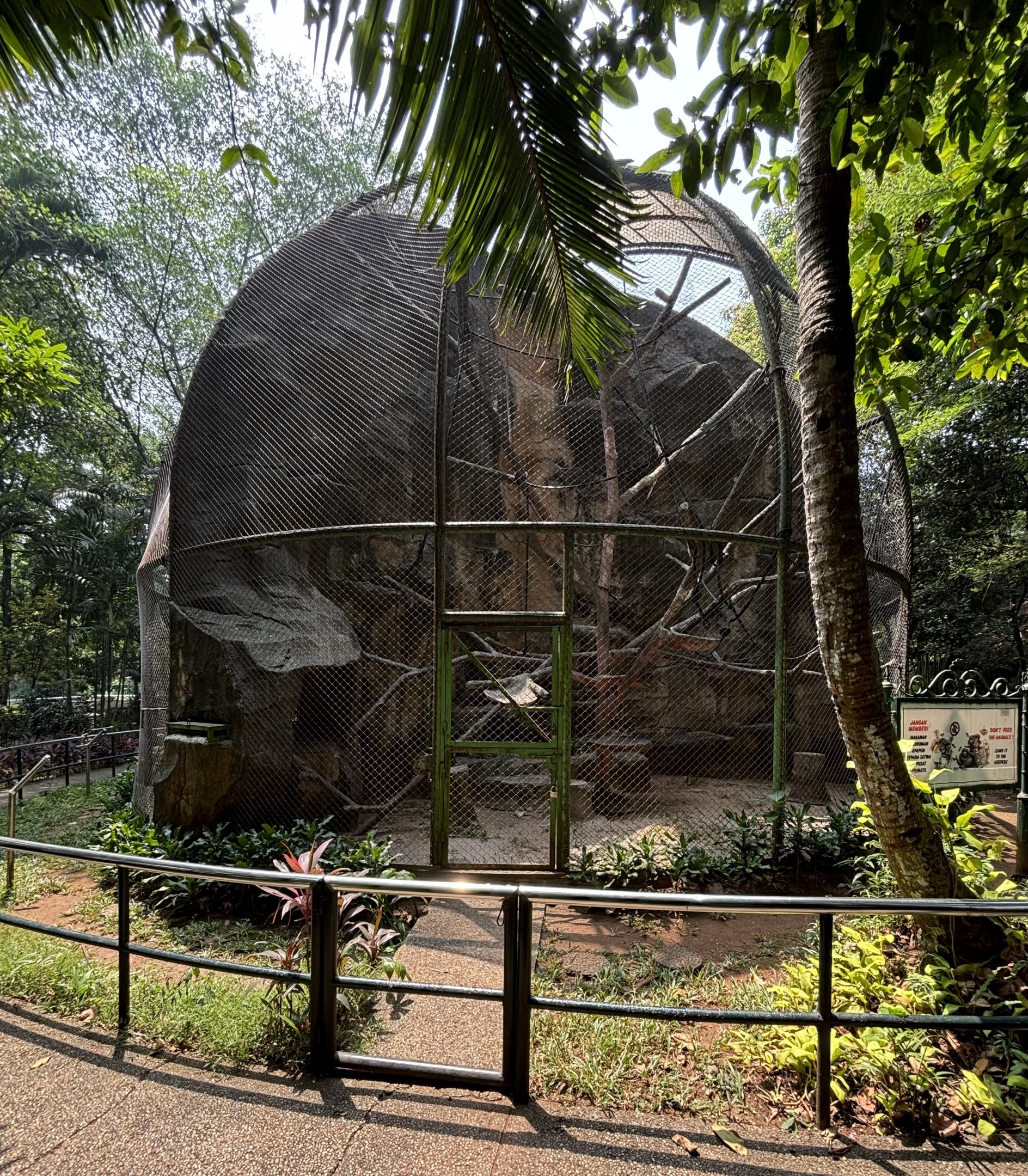 Silvery Gibbon Exhibit #5