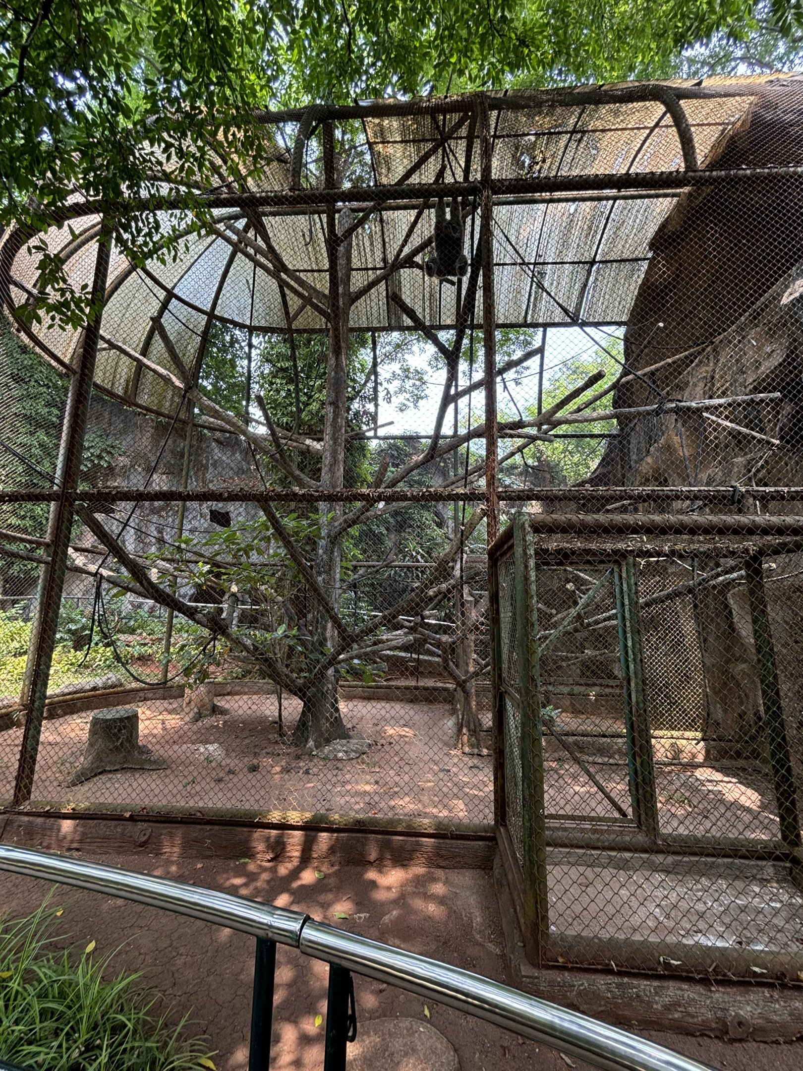 Silvery Gibbon Exhibit #5