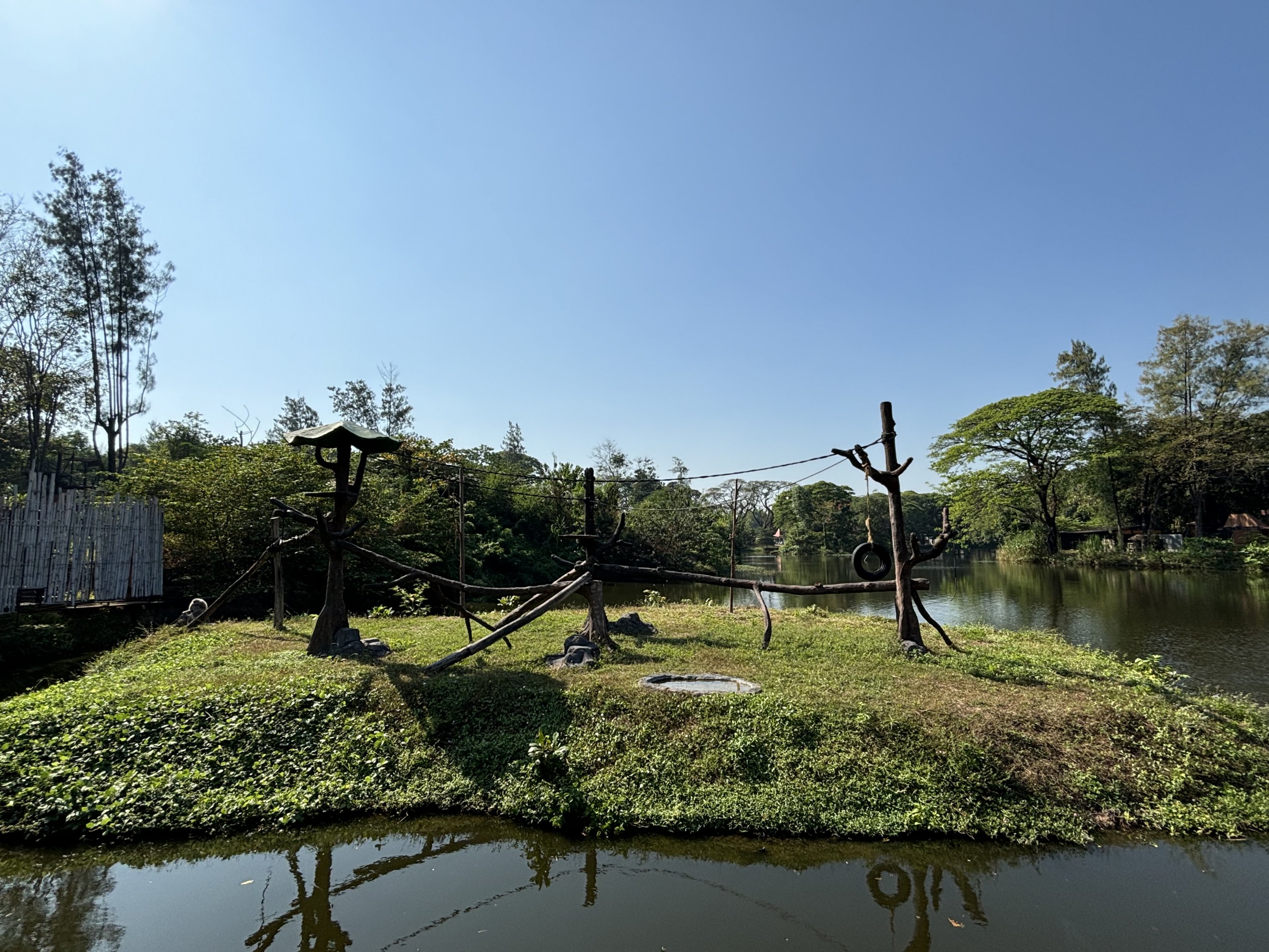 Silvery Gibbon Exhibit - Solo Safari
