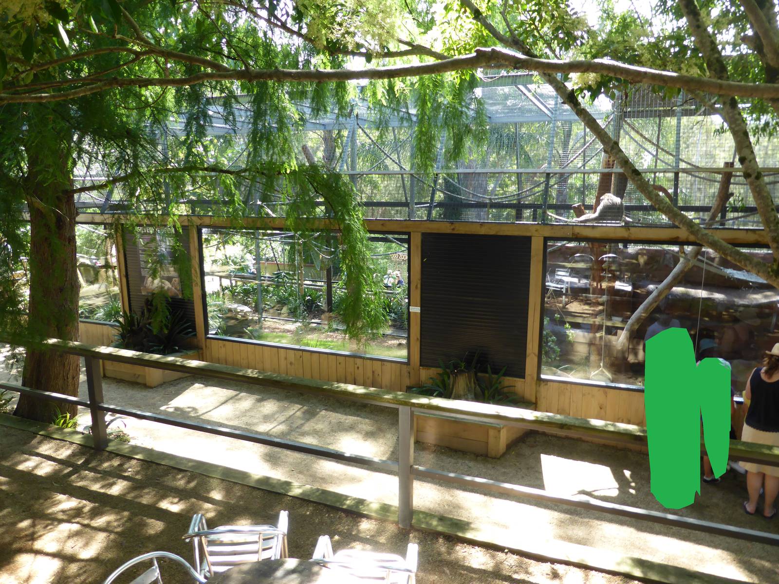 Silvery Gibbon exhibit