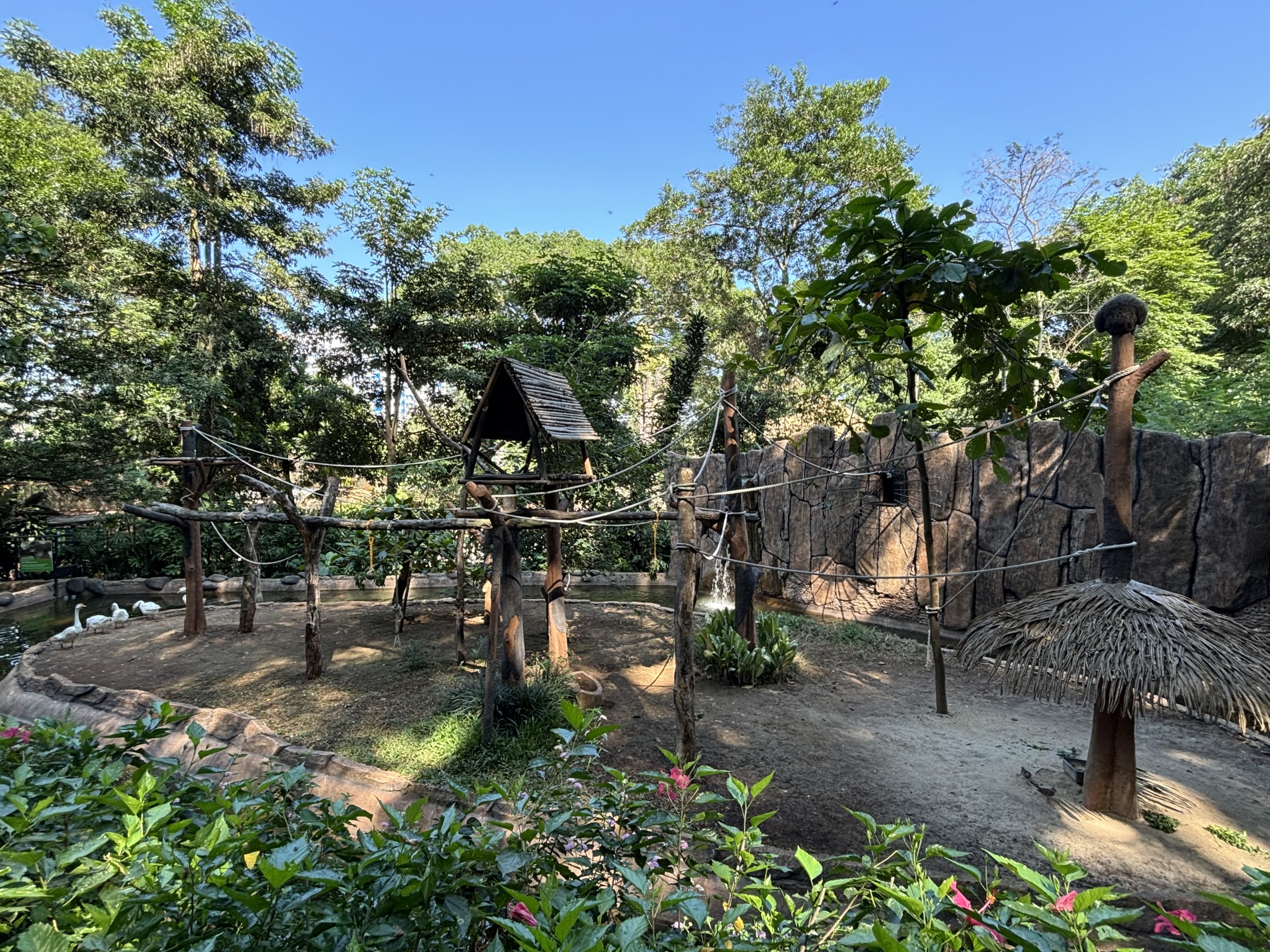 Silvery Gibbon Exhibit