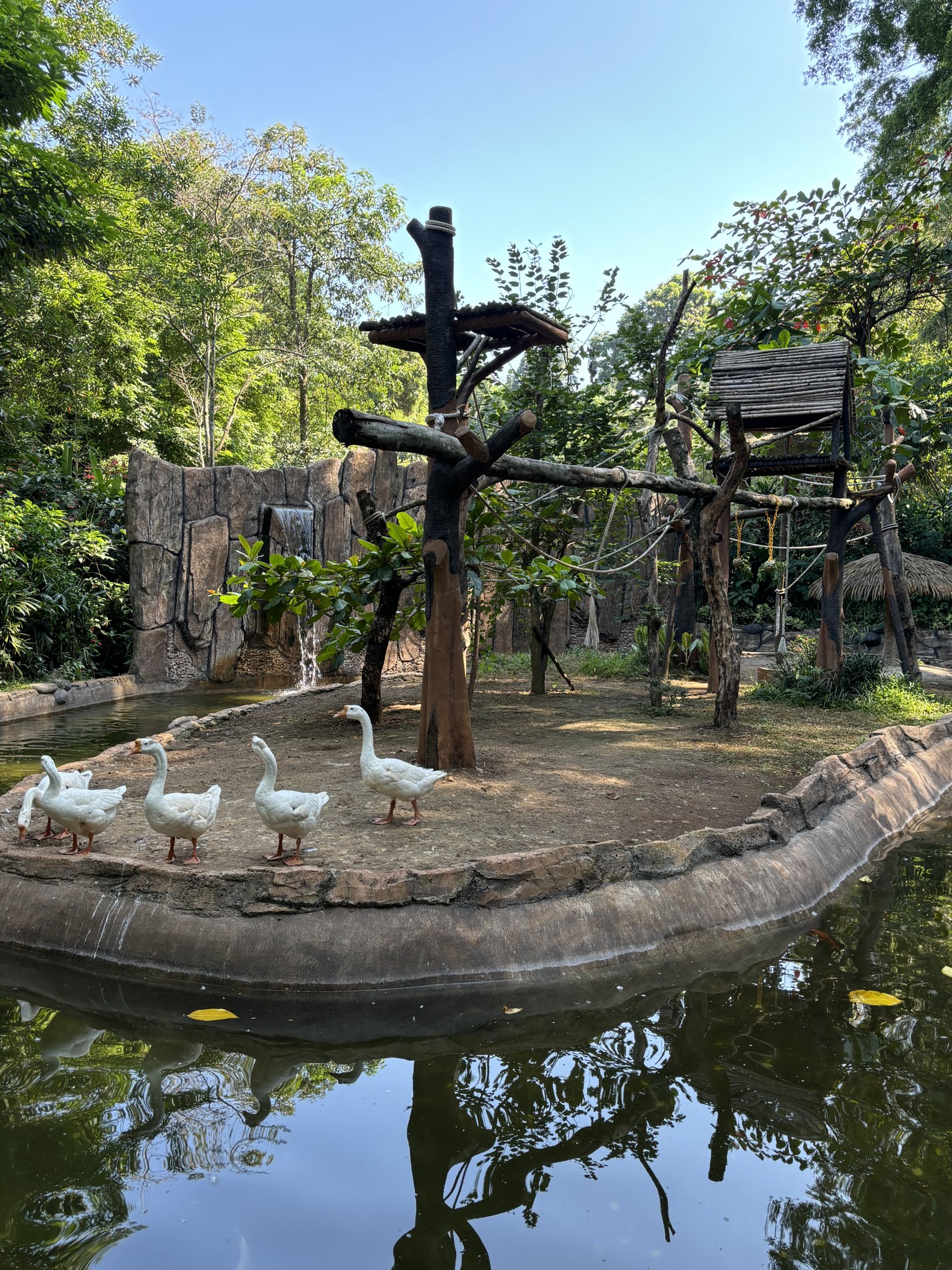 Silvery Gibbon Exhibit