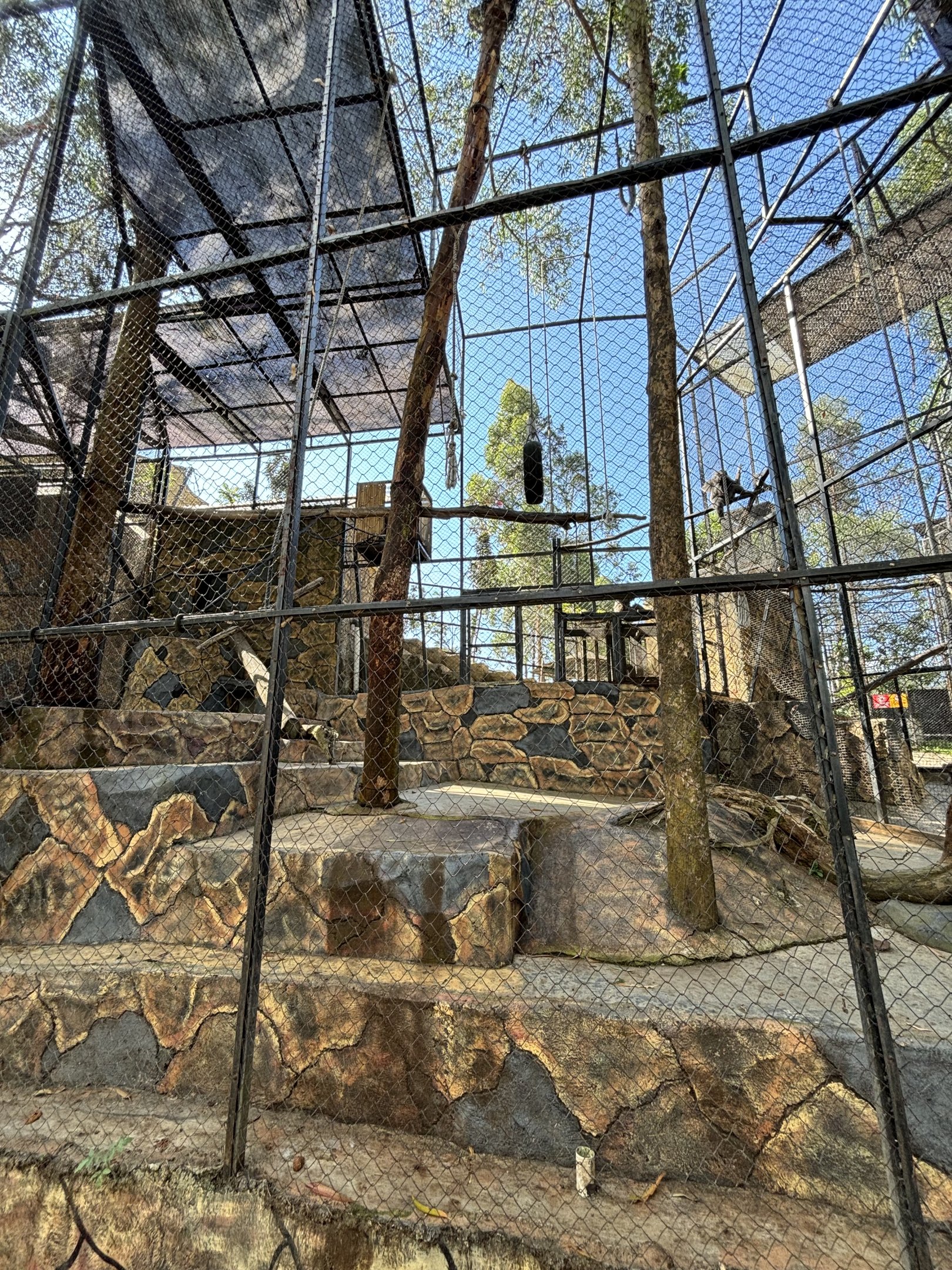 Silvery Gibbon Exhibit