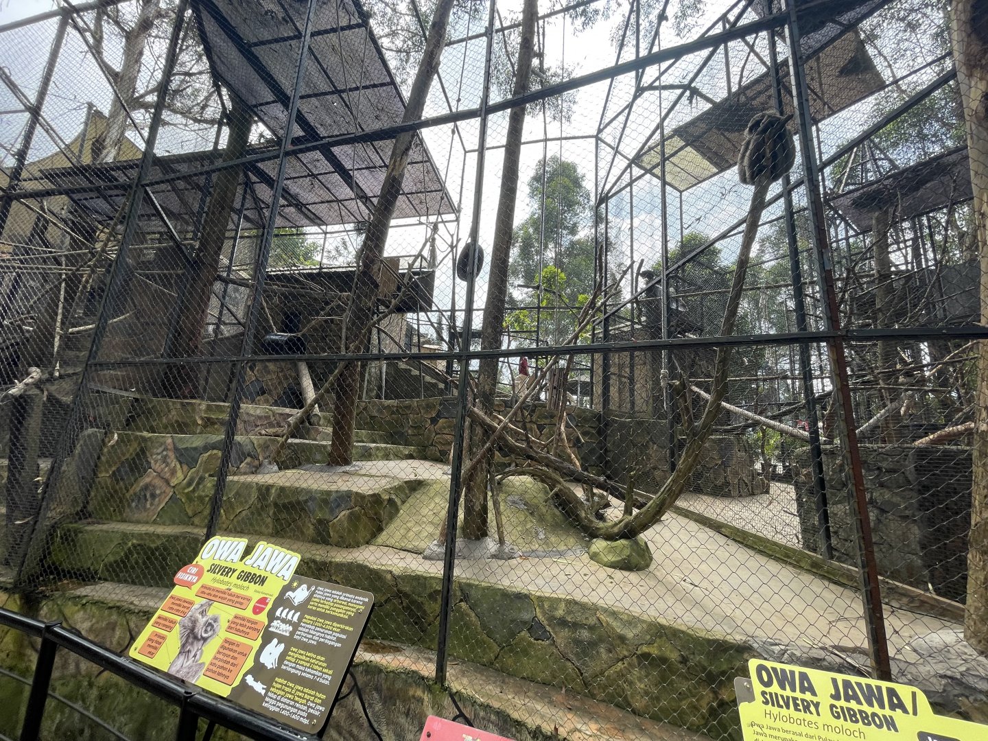 silvery gibbon exhibit