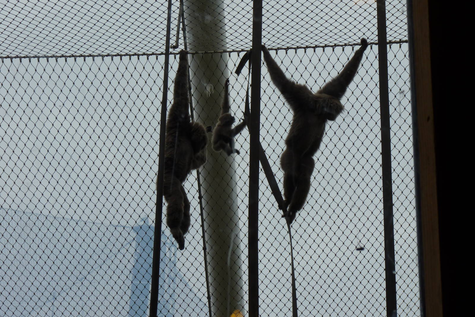Silvery Gibbon family, September 2016