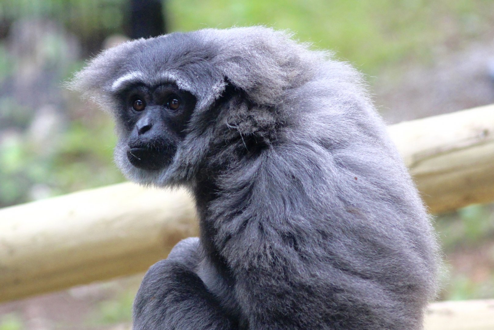 Silvery gibbon (Hylobates moloch) at Belfast Zoo - 04/09/2021