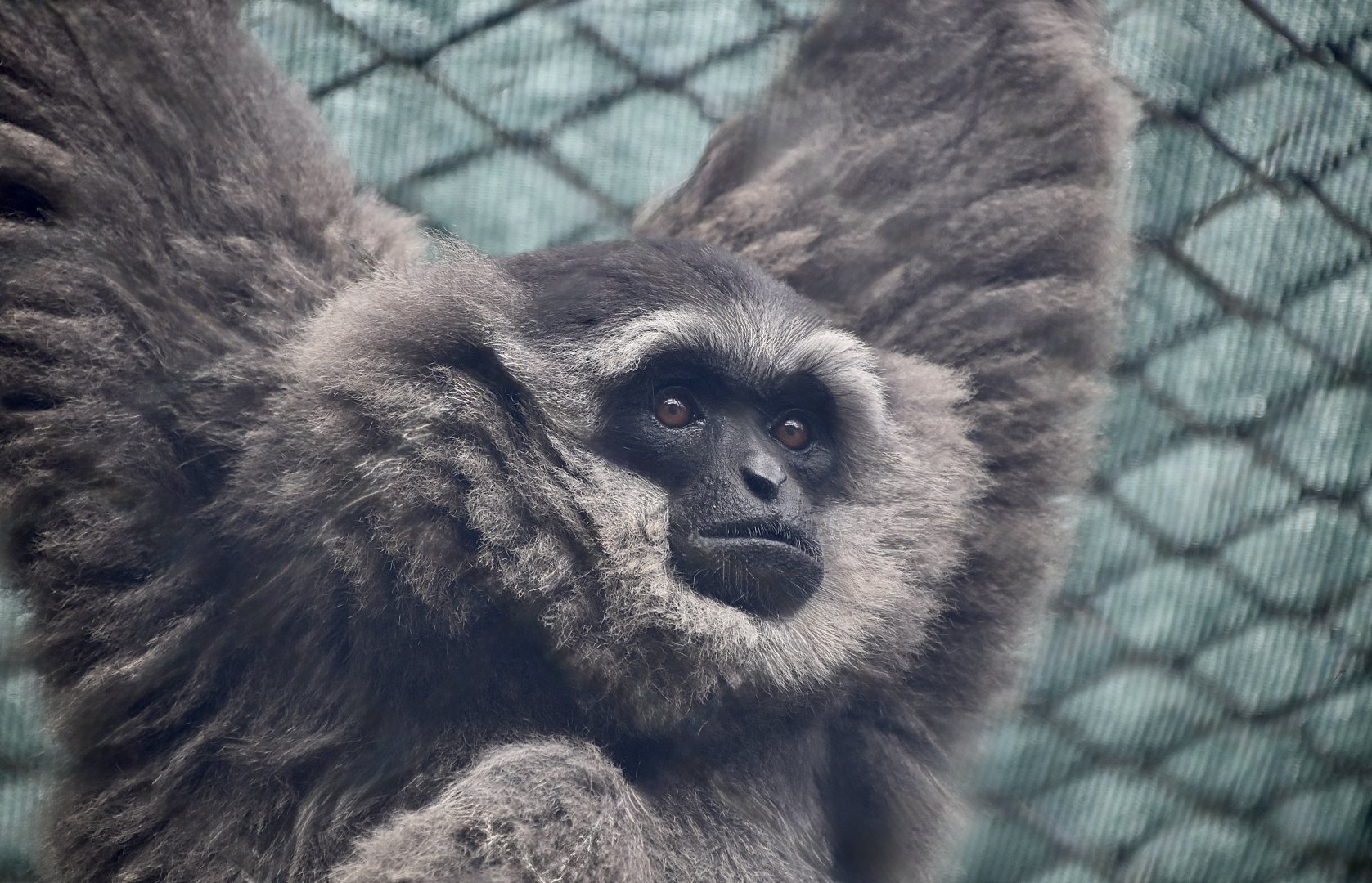 Silvery Gibbon (Hylobates moloch) male - "Perak"