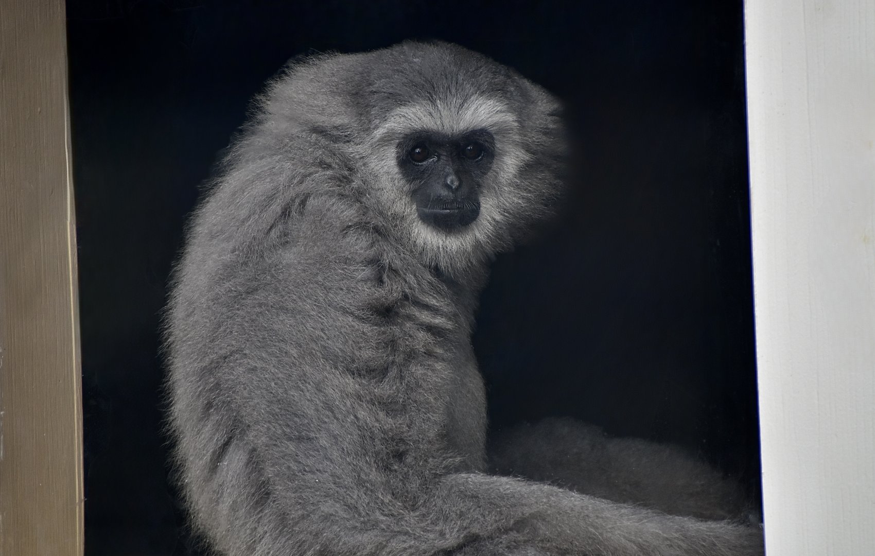 Silvery Gibbon (Hylobates moloch) - "Rocky"