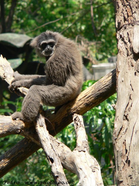 Silvery gibbon (Hylobates moloch)