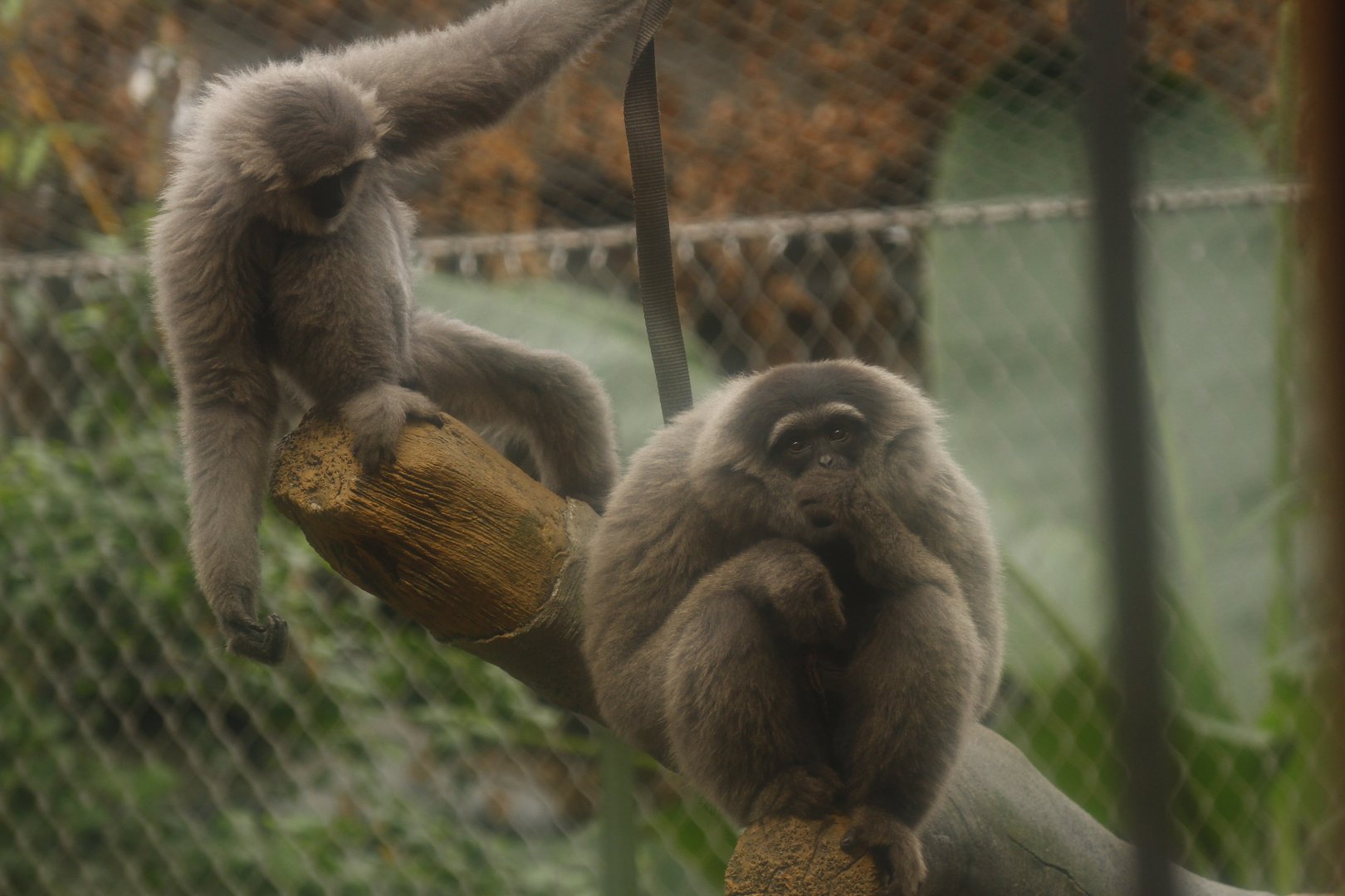 Silvery gibbon (Hylobates moloch)