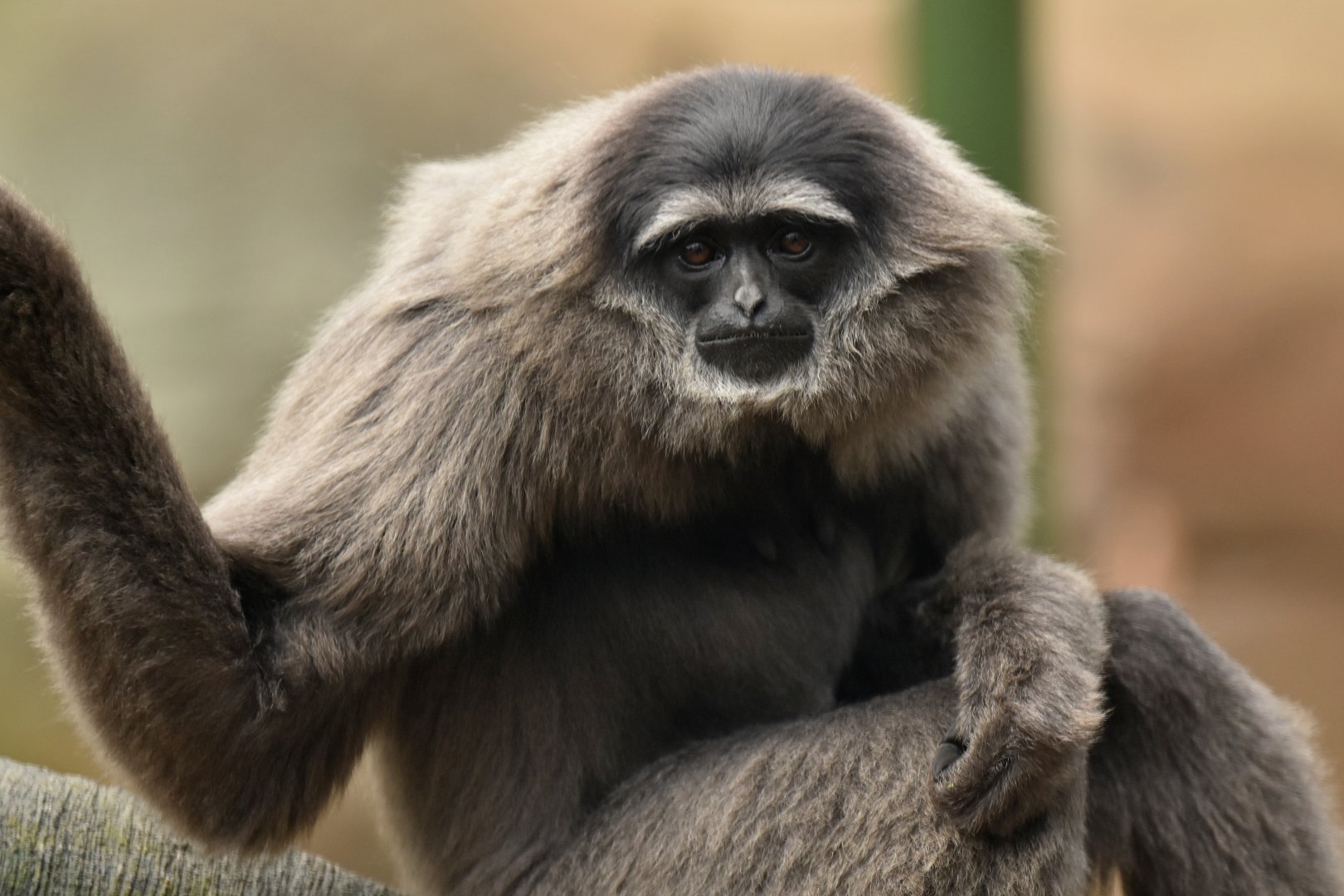 Silvery gibbon (Hylobates moloch)