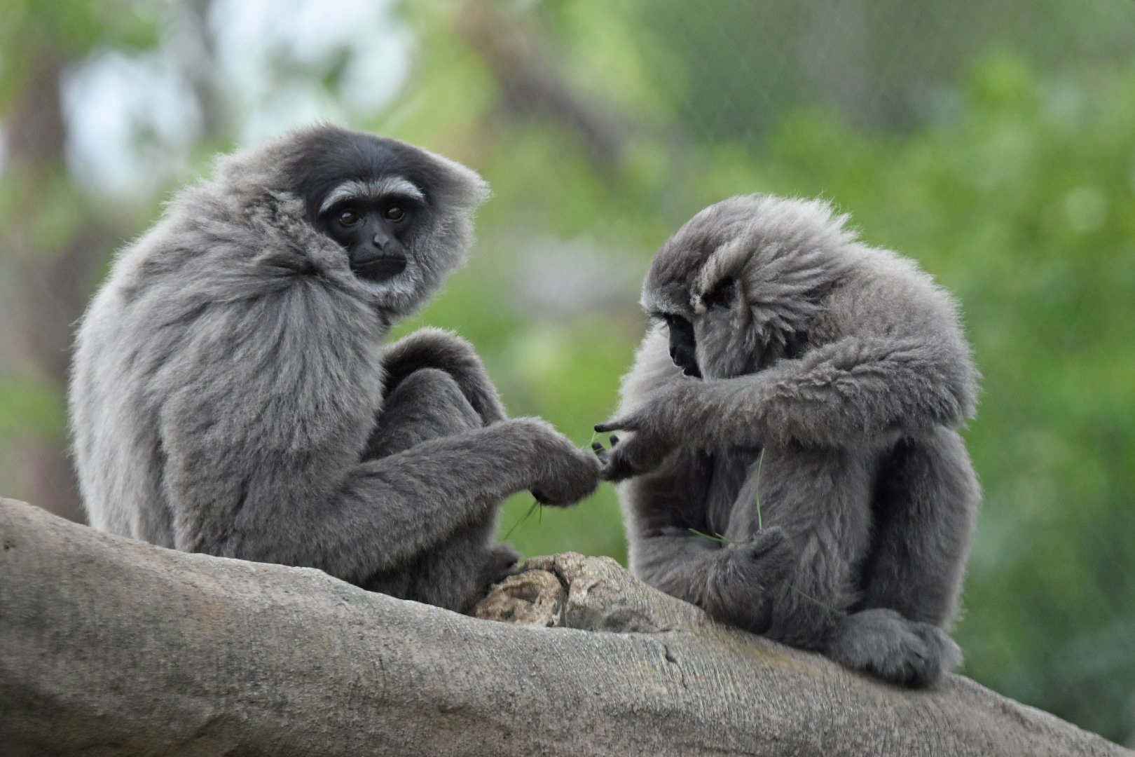 Silvery gibbon (Hylobates moloch)