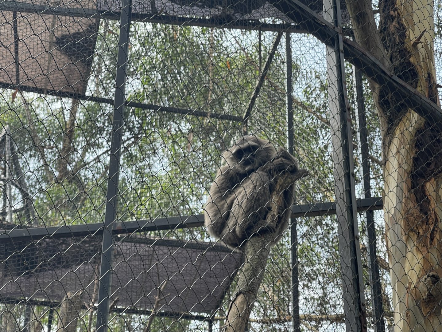 silvery gibbon (hylobates moloch)