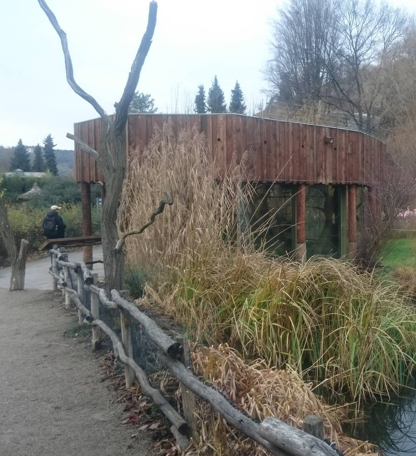 Silvery gibbon indoor-enclosure