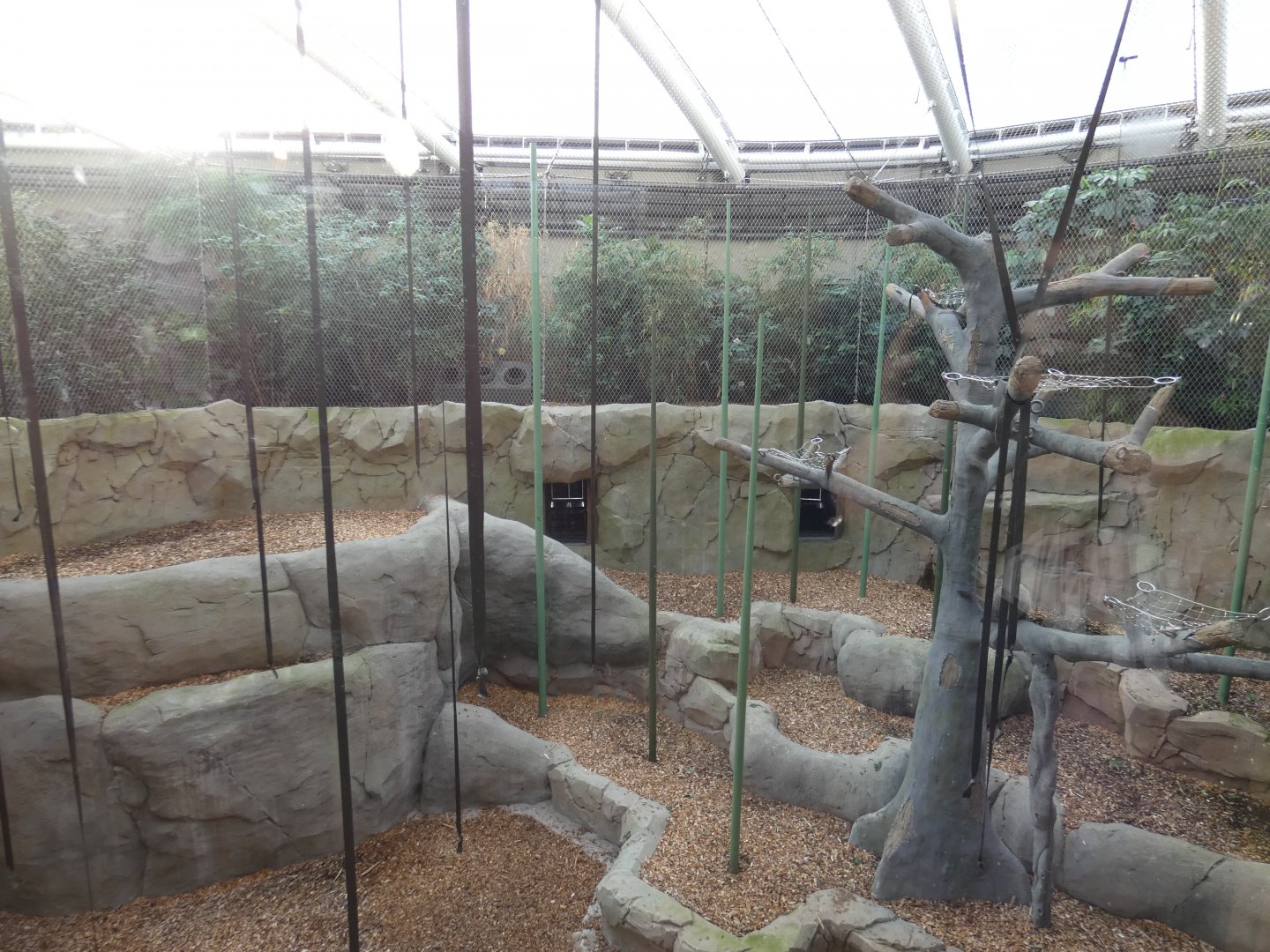 Silvery Gibbon indoor enclosure