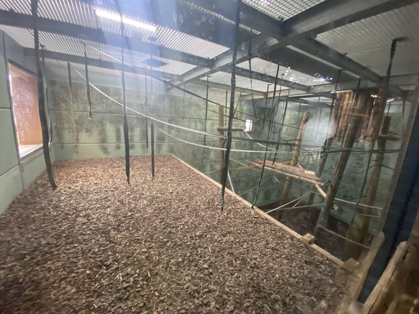 Silvery gibbon indoor enclosure