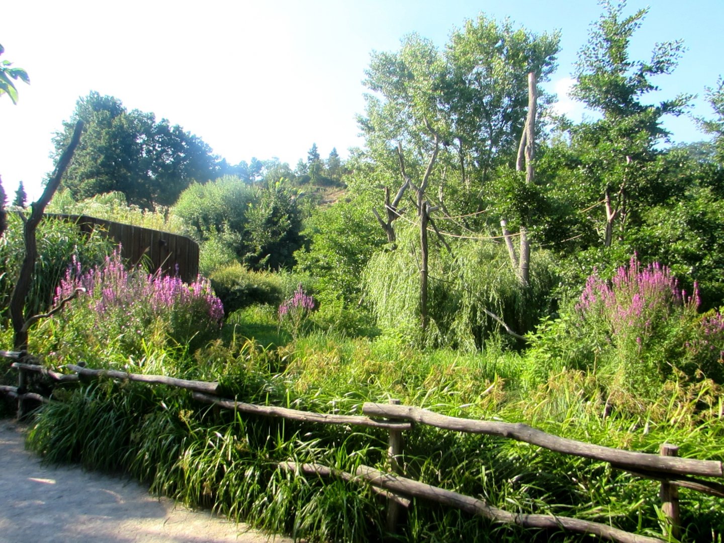 Silvery Gibbon island - July/2017