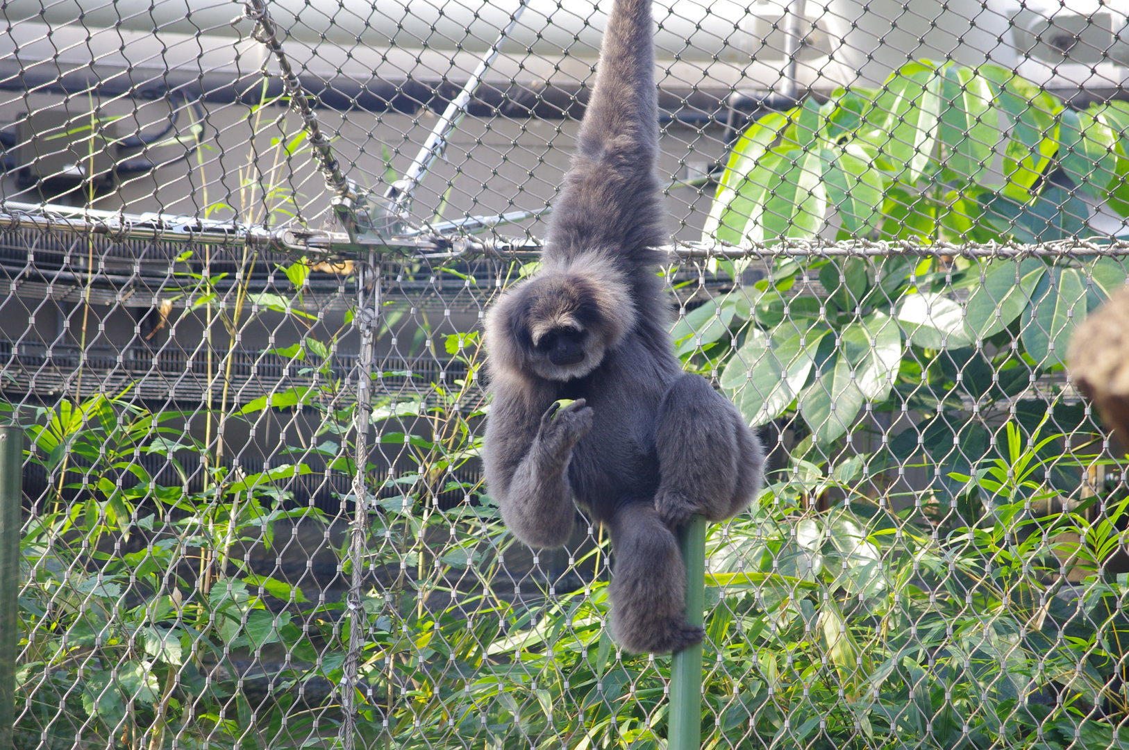 Silvery gibbon- Monsoon Forest- 4/4/2023